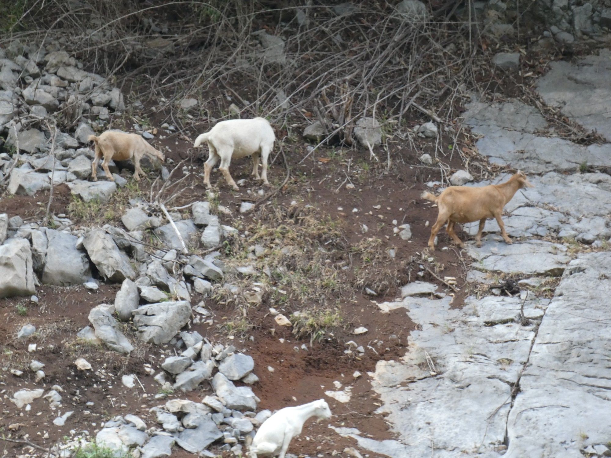 Mountain goats on hill side, Three Gorges