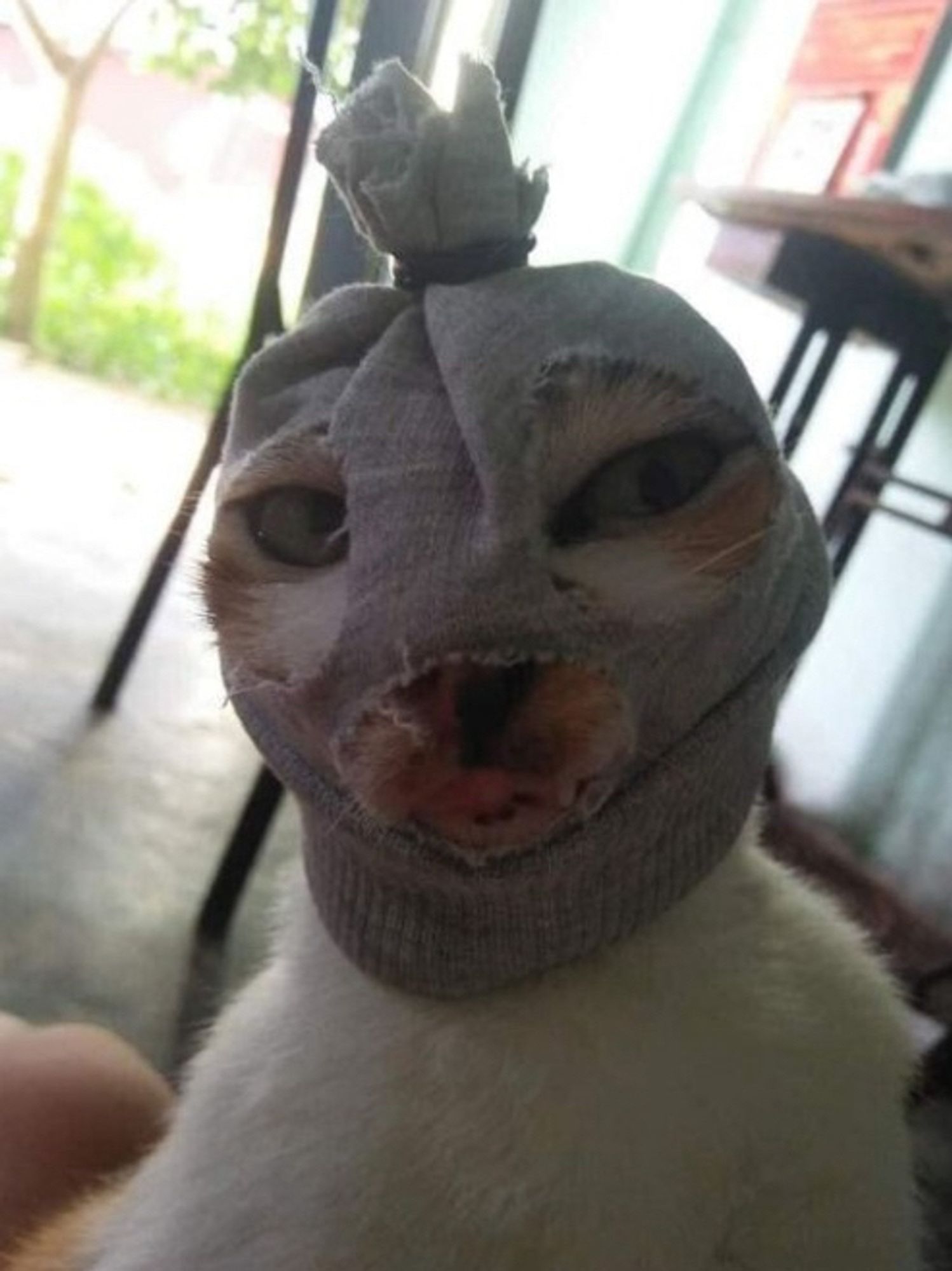 Katze mit Gangstermaske auf dem Kopf