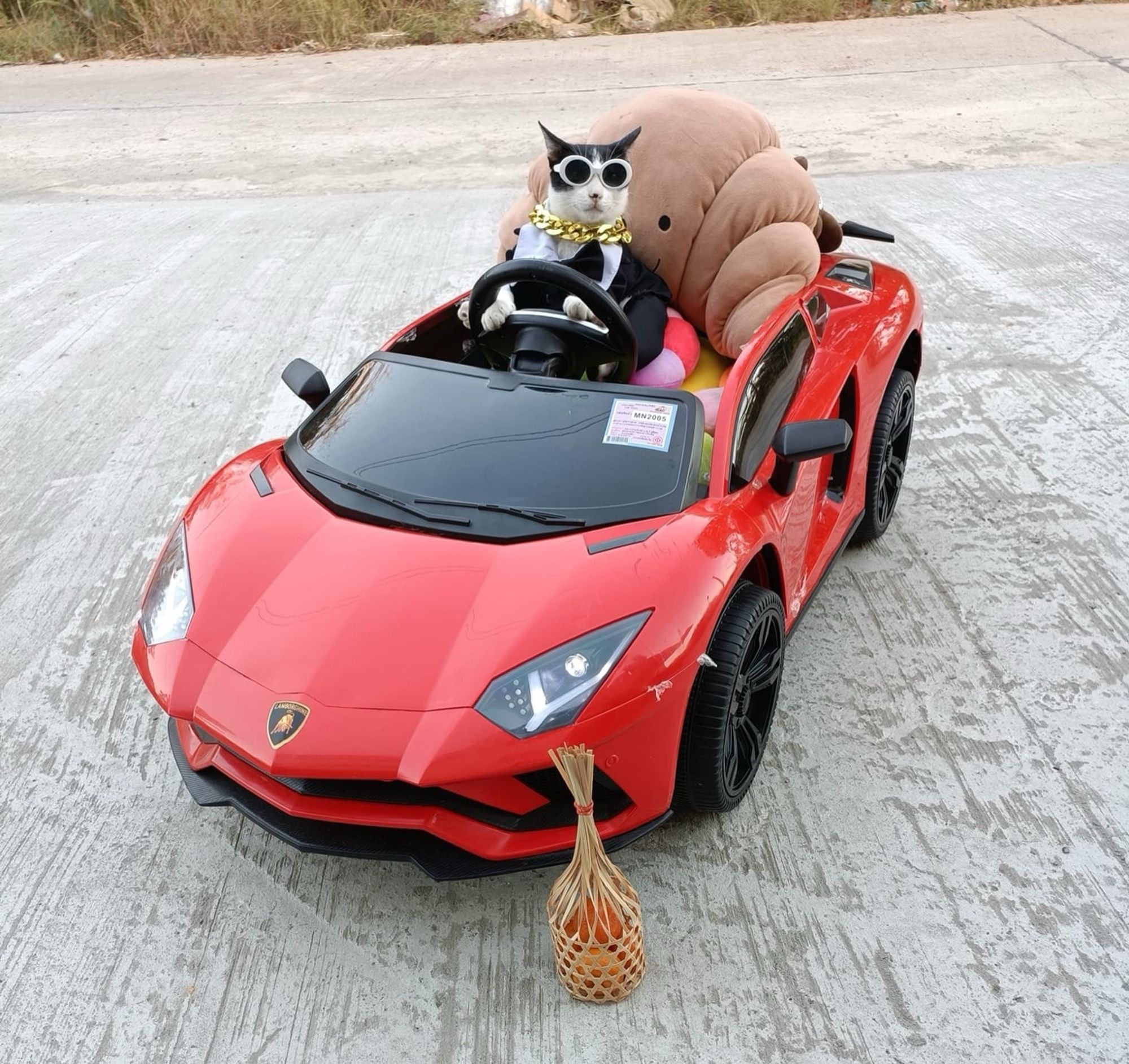 Katze mit Sonnenbrille in einem kleinen roten Auto