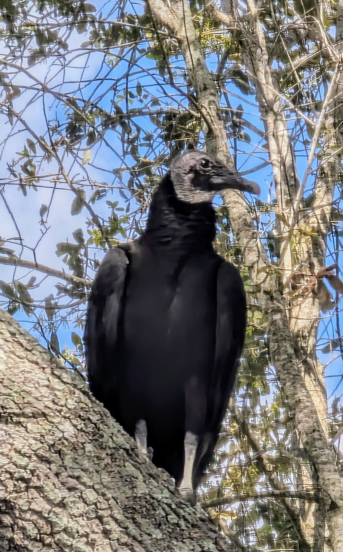 Black vulture in a tree near Miami, Florida.  It's a very black bird with a white head