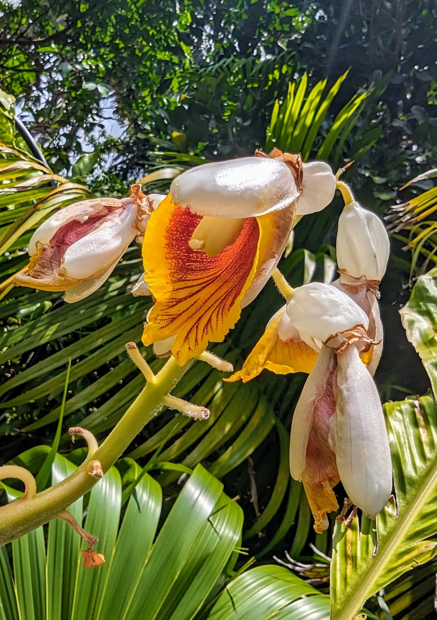 Light pink flowers from a shell ginger plant, with red and yellow veining inside the flowers.