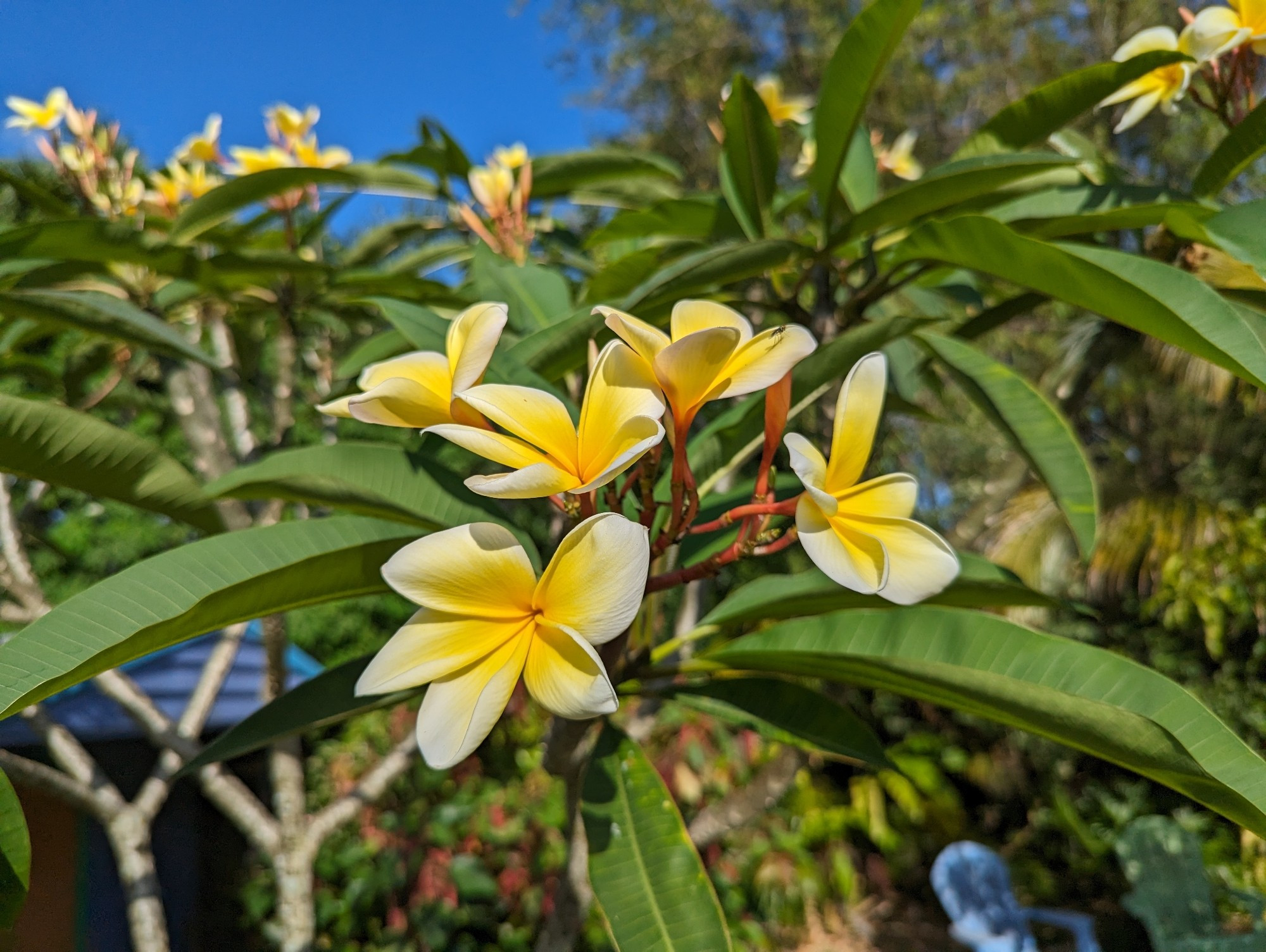 A plumeria tree in bloom.  The center of the flower petals are a deep buttery yellow getting lighter towards the tips.  The stems are reddish orange.