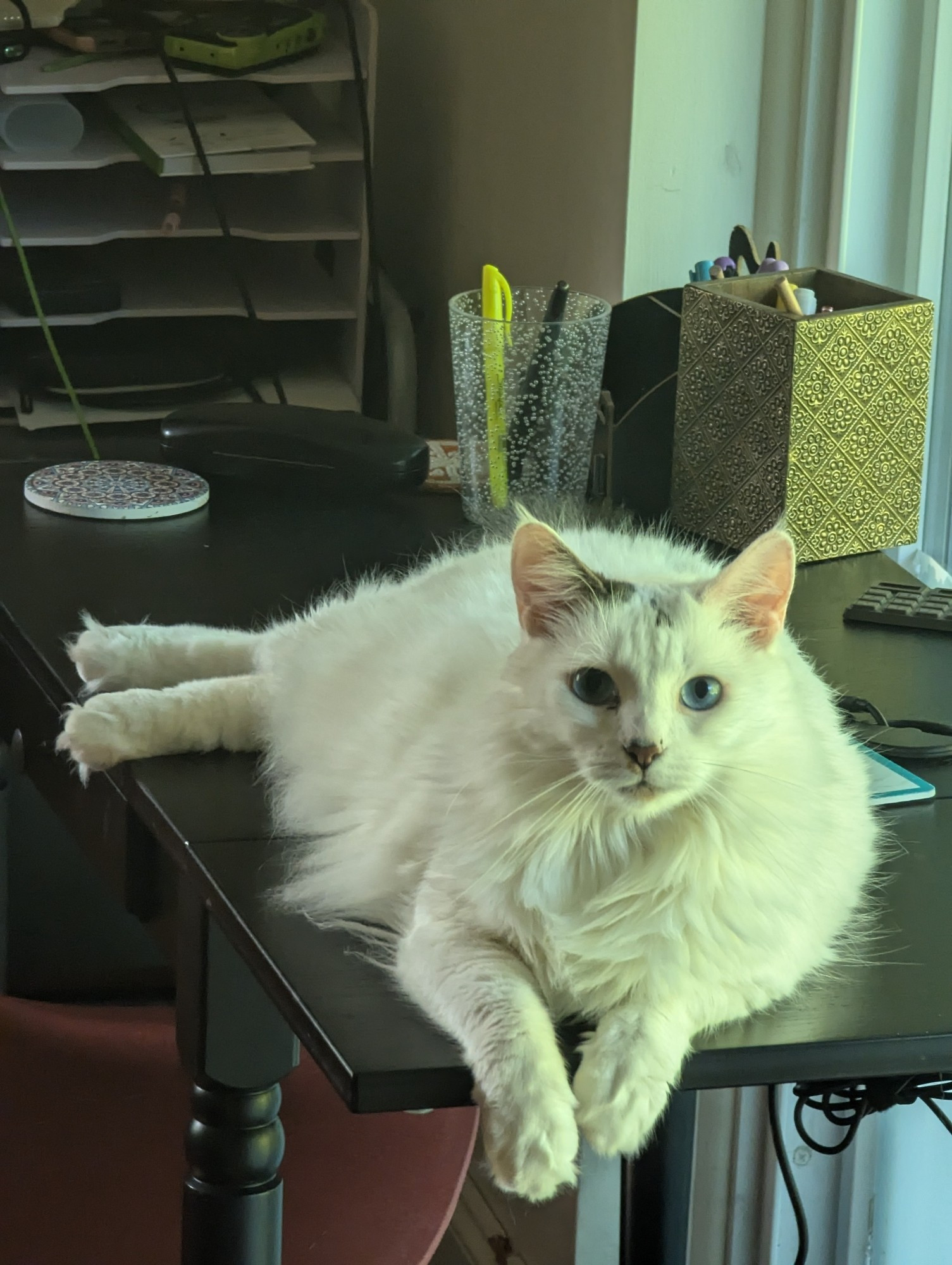 A long-haired white cat with blue eyes laying on a desk looking at the camera.