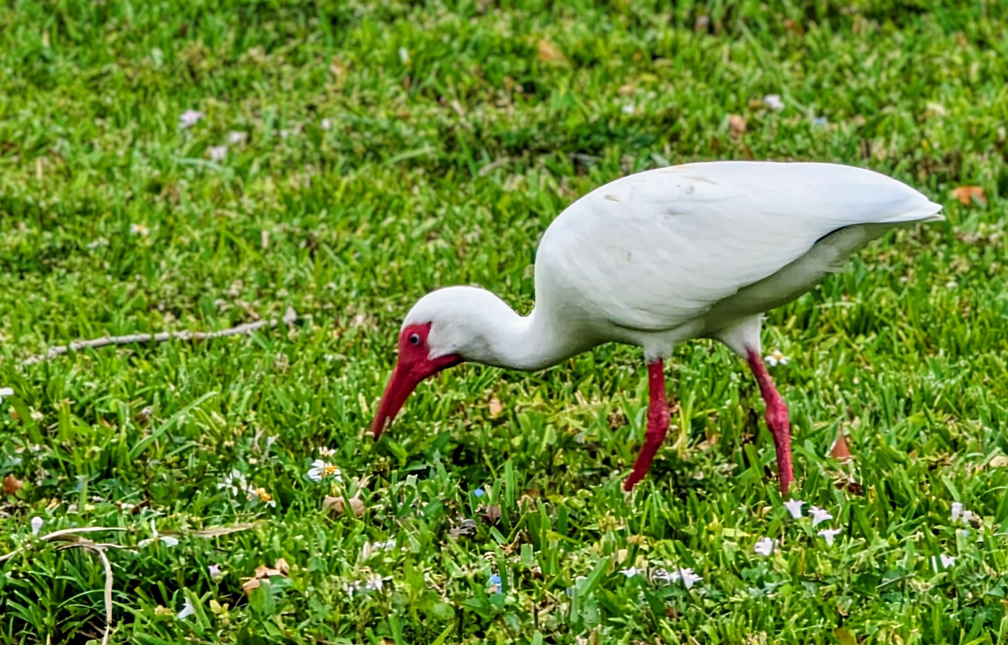 A white ibis using its long beak to pick bugs out of the ground cover in Broward County, Florida.