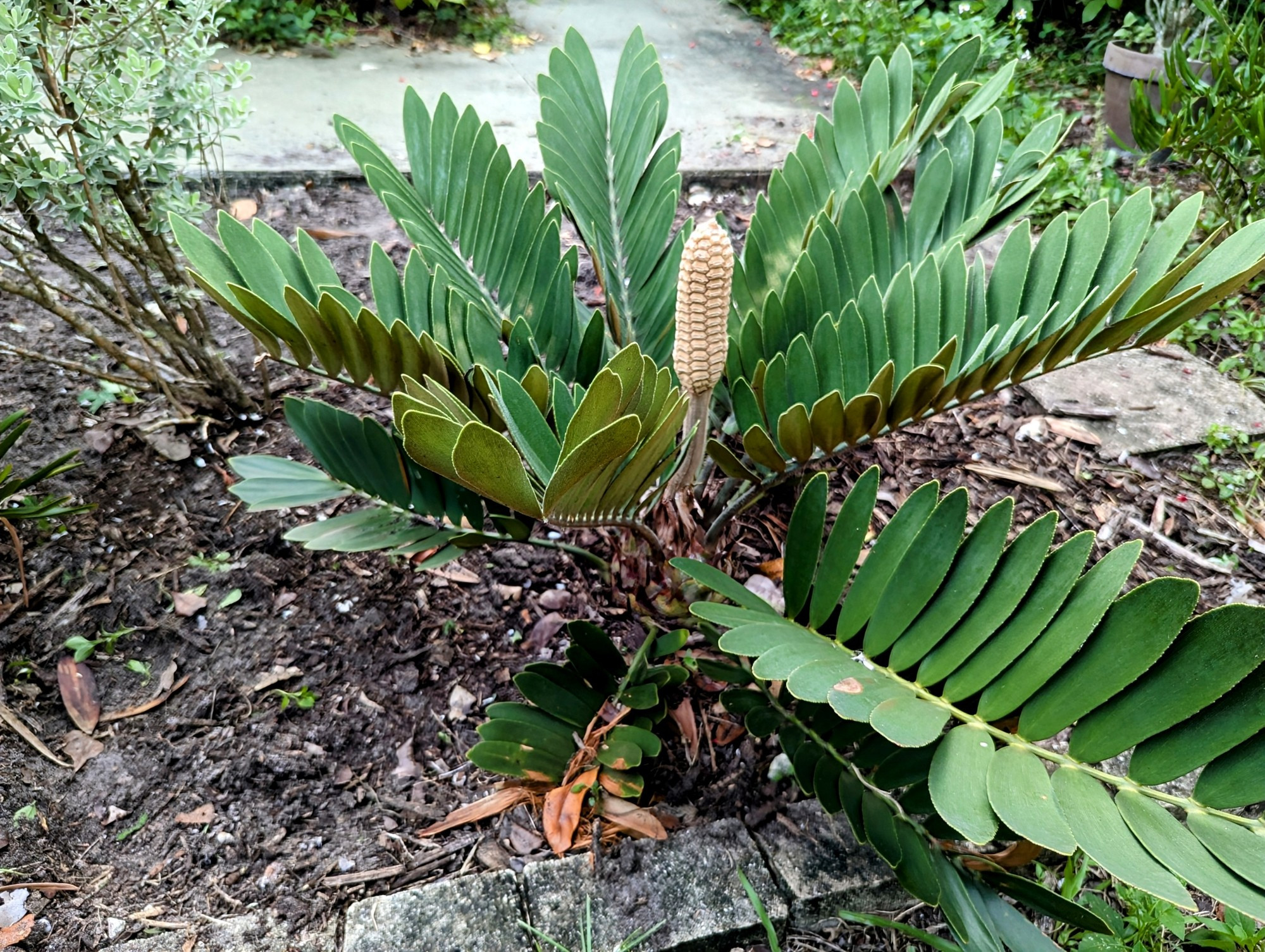 Cardboard Palm cycad with what the author thinks is a male cone, growing in Broward County, Florida.