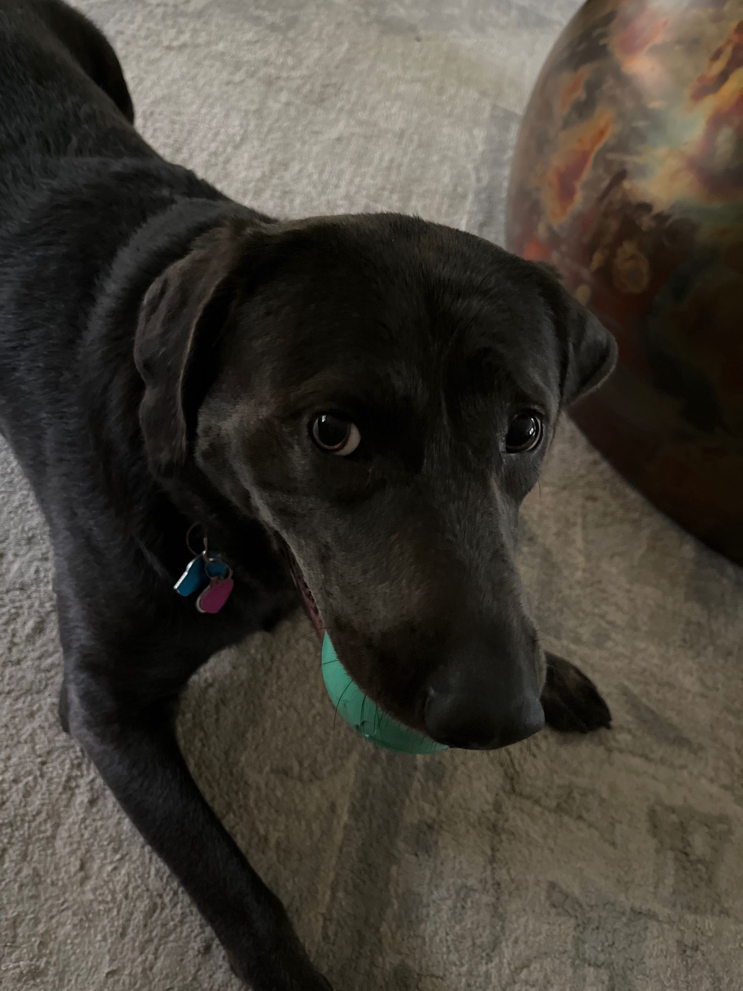 
Pepper wants to know why you aren’t throwing the ball