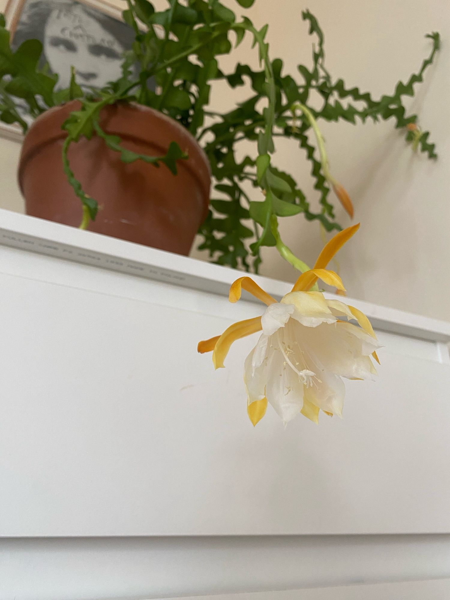 A large green fishbone cactus with orange buds and orange and white flowers, sitting on top of a white chest of drawers against a wall. A close up of the orange and white petals.