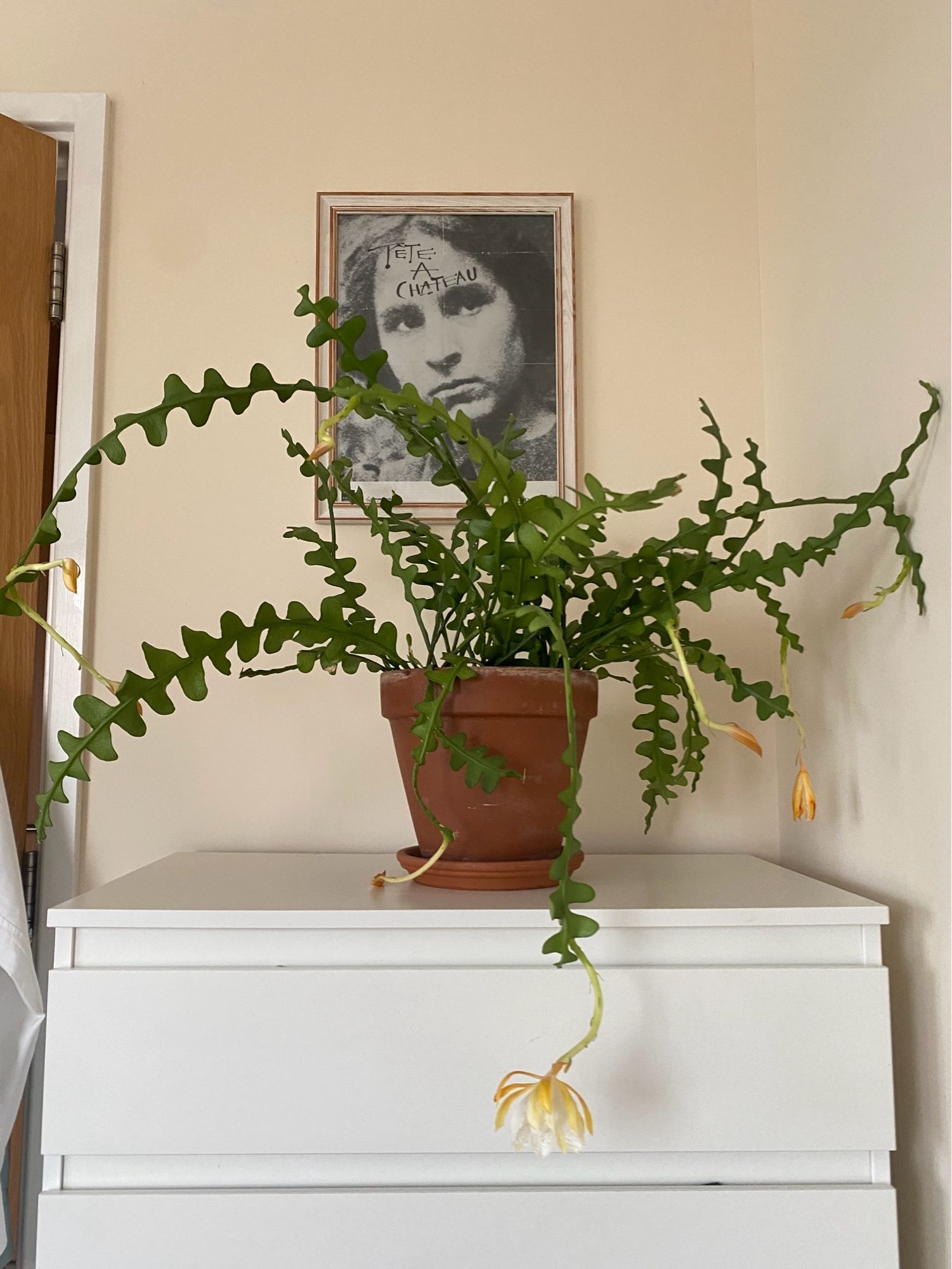 A large green fishbone cactus in a terracotta pot with orange buds and orange and white flowers, sitting on top of a white chest of drawers against a wall. A black and white photo of Gala Dali is on the wall.