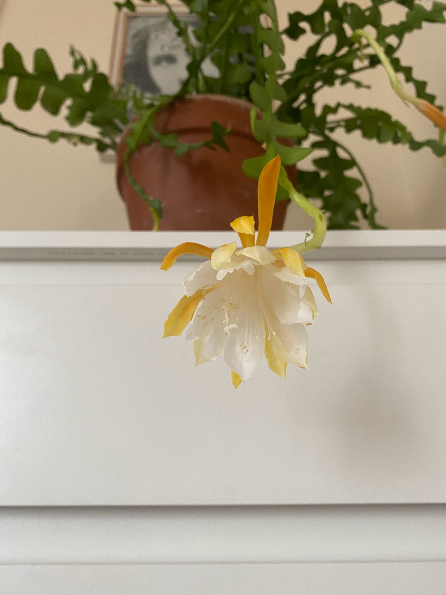 A large green fishbone cactus with orange buds and orange and white flowers, sitting on top of a white chest of drawers against a wall. A close up of the orange and white petals.