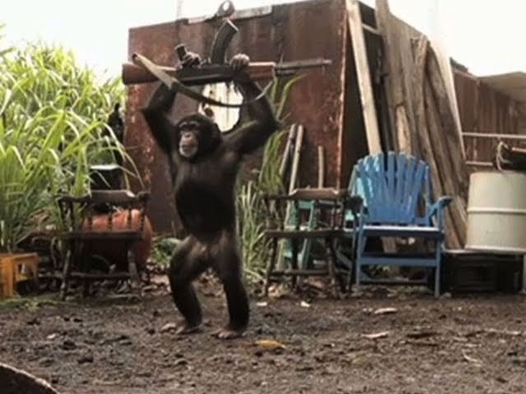 A chimp with an AK-47