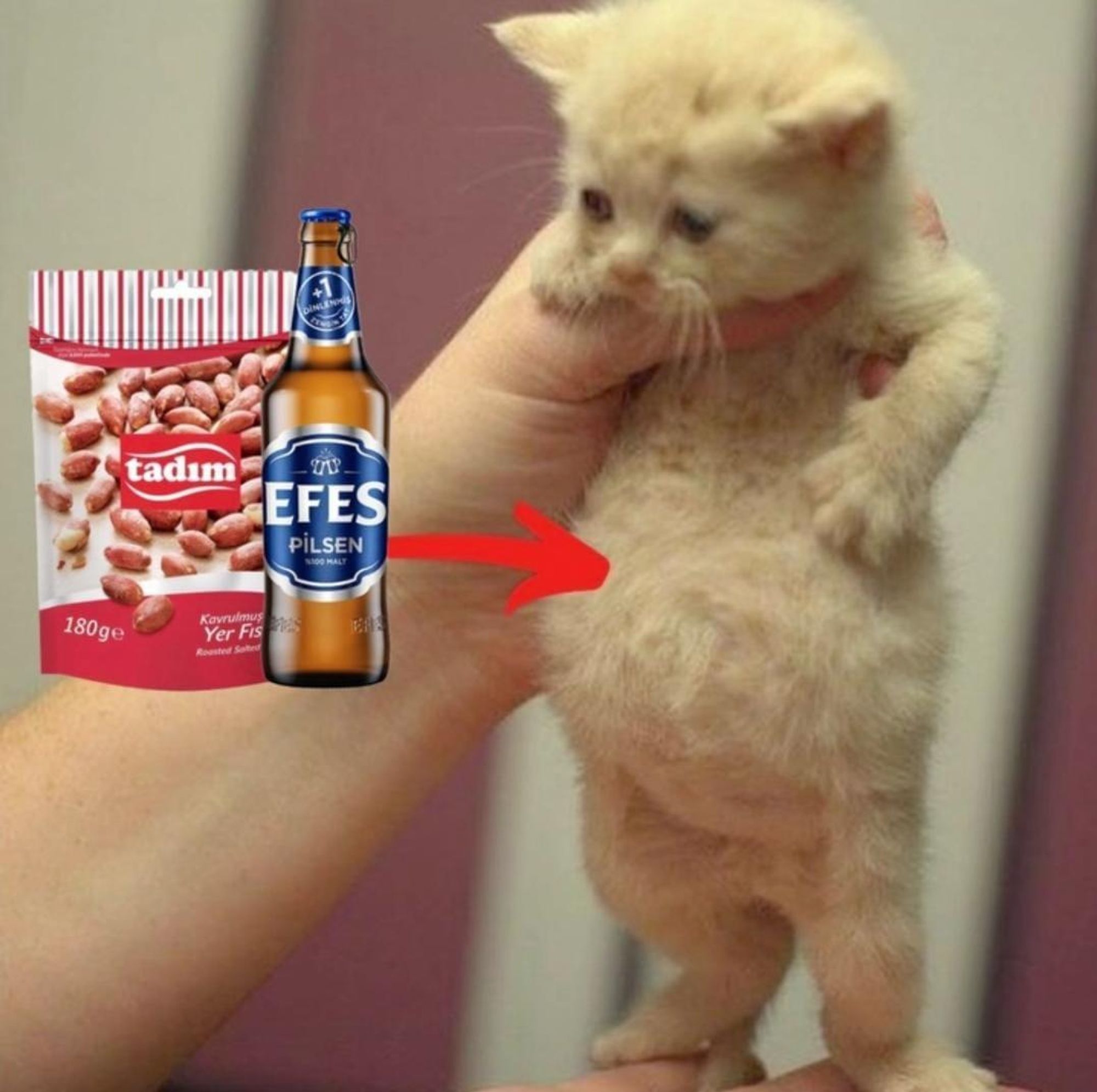 cat whose belly is very full with beer and peanuts