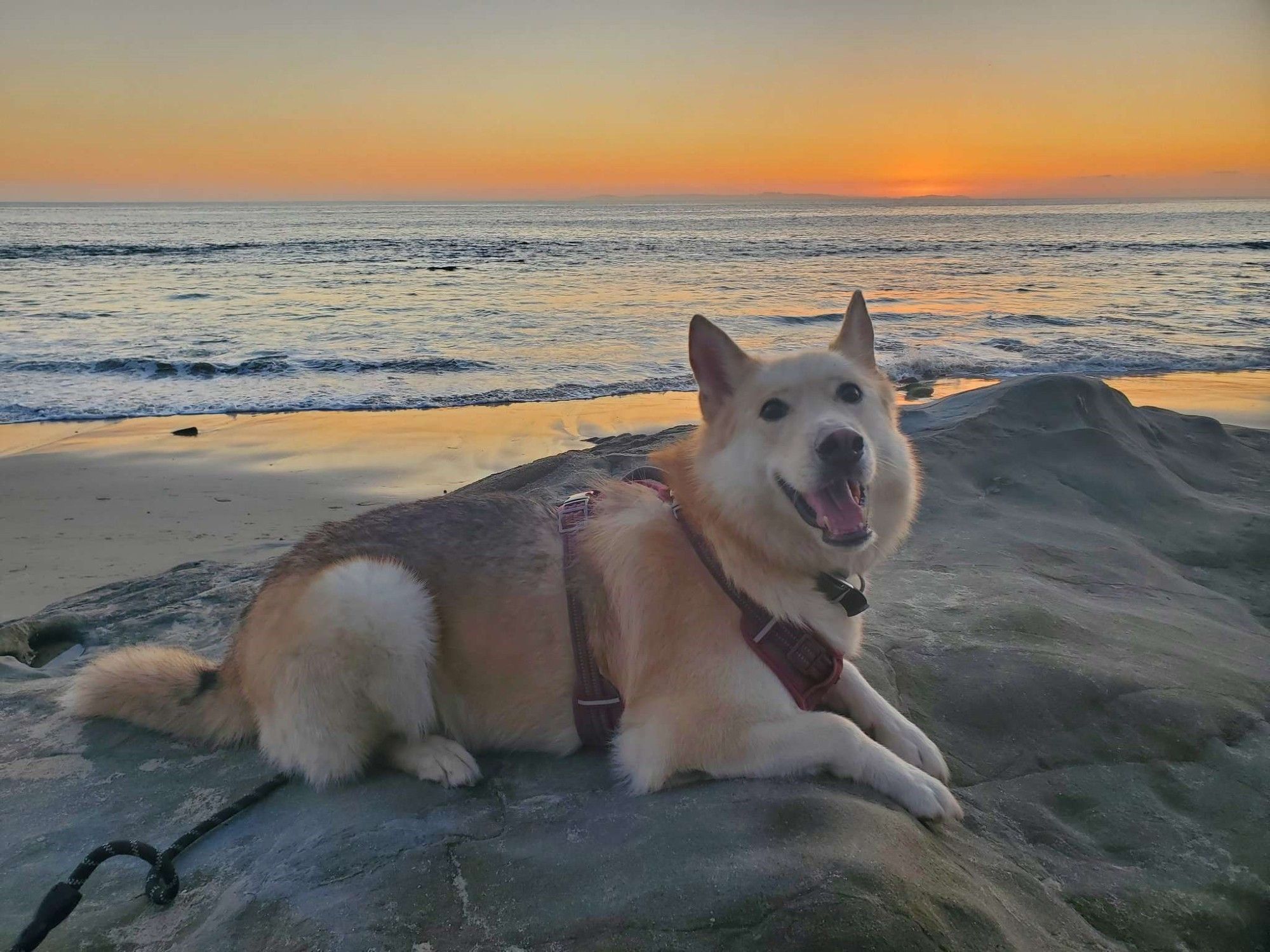 A German Shepherd and Husky mix dog laying on a large stone slab on the beach with ocean waves and a golden sunset behind him.