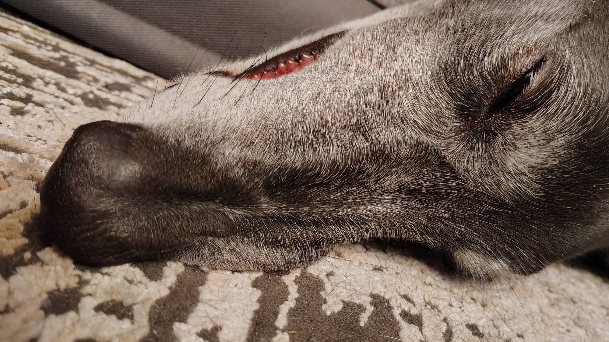 A picture of a grey faced greyhound sleeping. His head is hanging off the bed and his mouth is hanging open