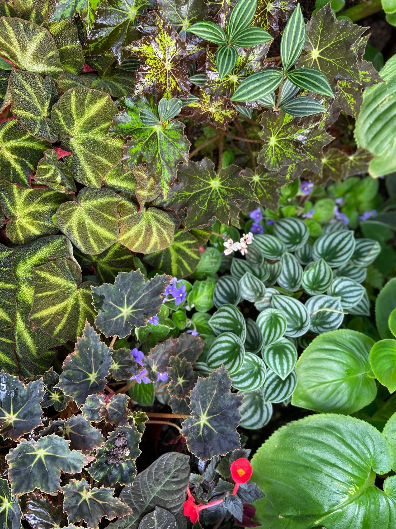 Pflanzen im Tropenhaus Wilhelma Stuttgart