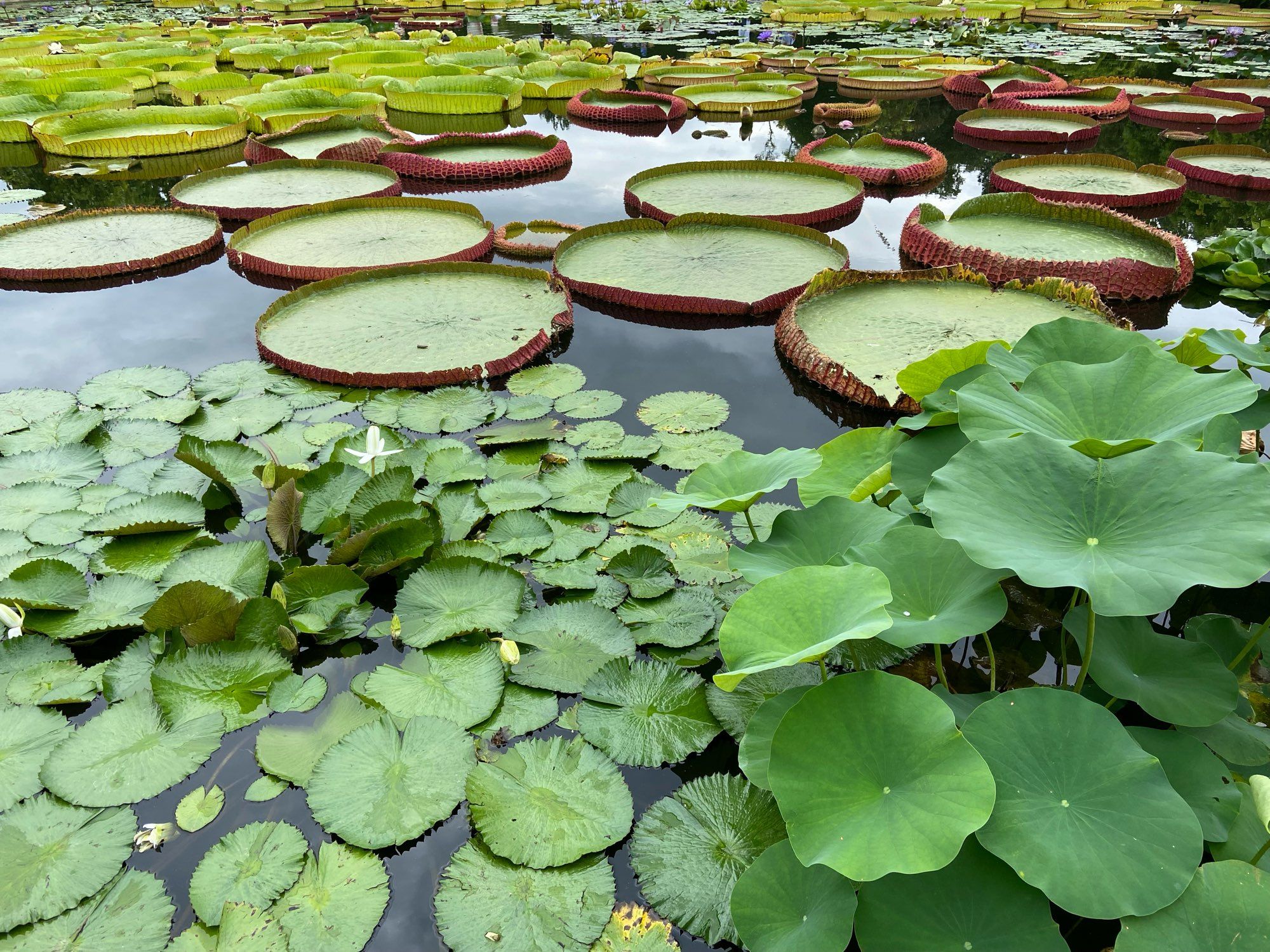 Wasserpflanzen in der Wilhelma Stuttgart