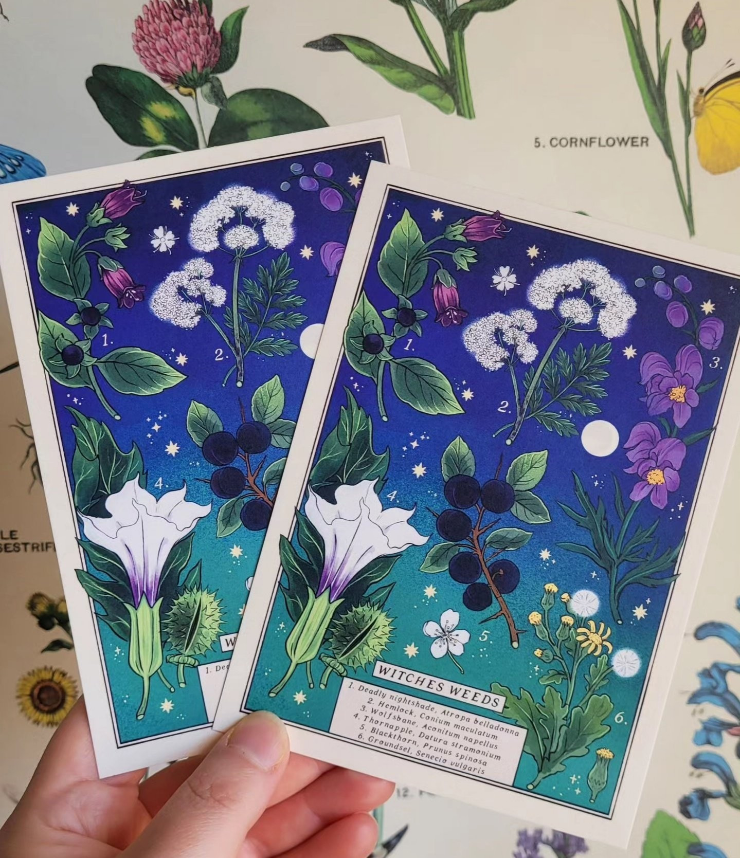 two brightly coloured postcards with six different botanical plants illustrated on them