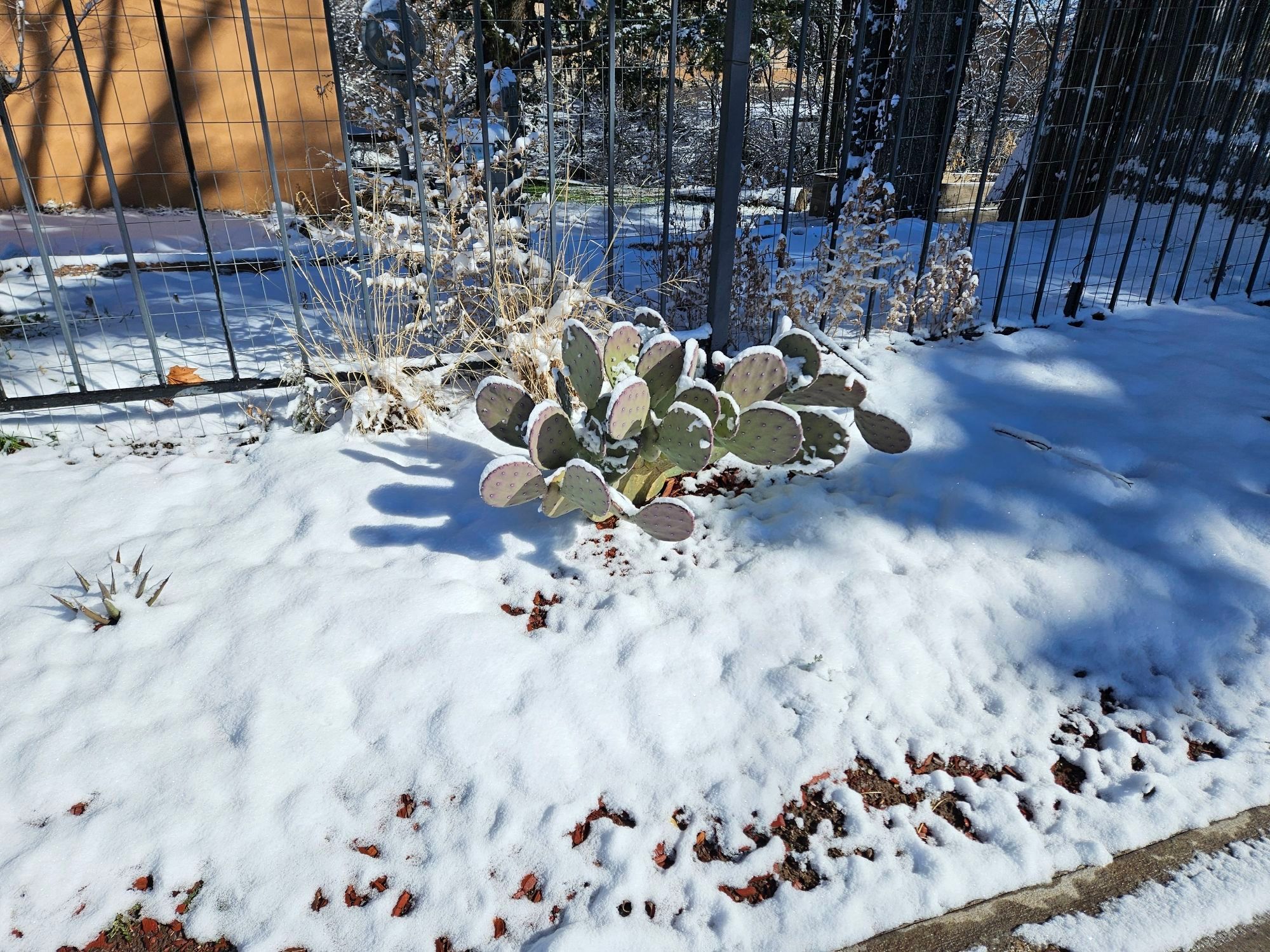 Our nopal cactus covered in snow