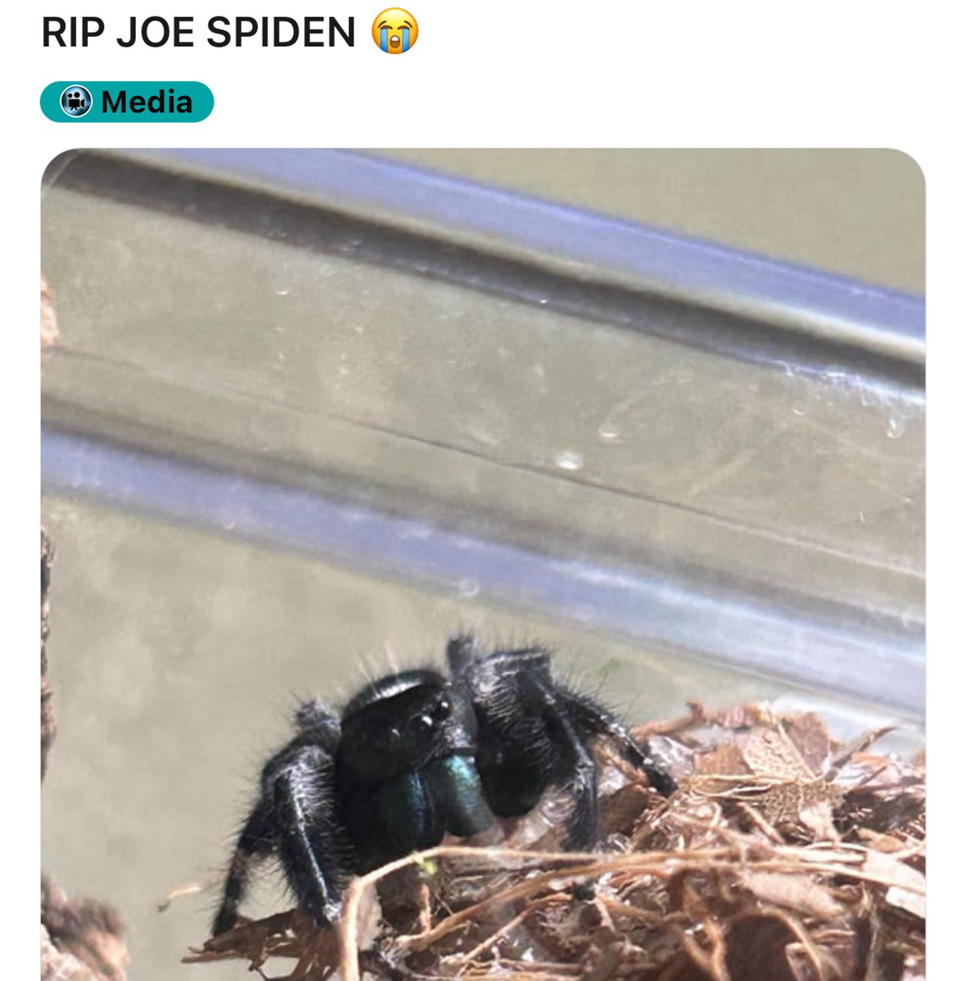 r/jumpingspiders
u/Trick-Vehicle-7282 • 5h
RIP JOE SPIDEN (e)
Media