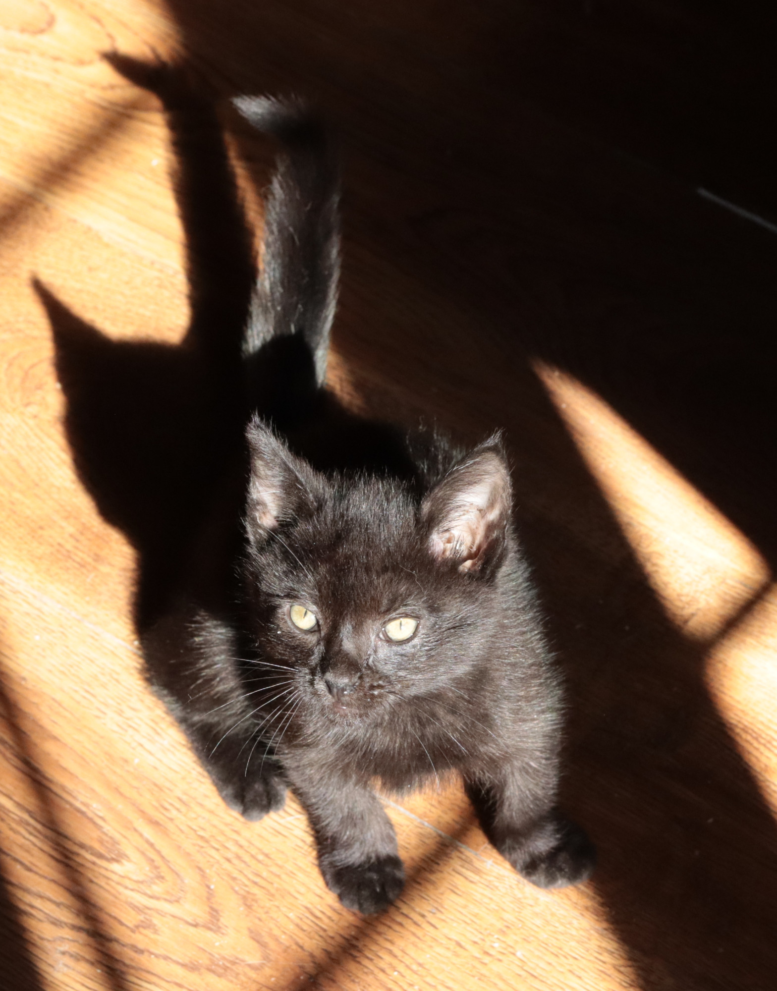 A black kitten sitting in a sunbeam