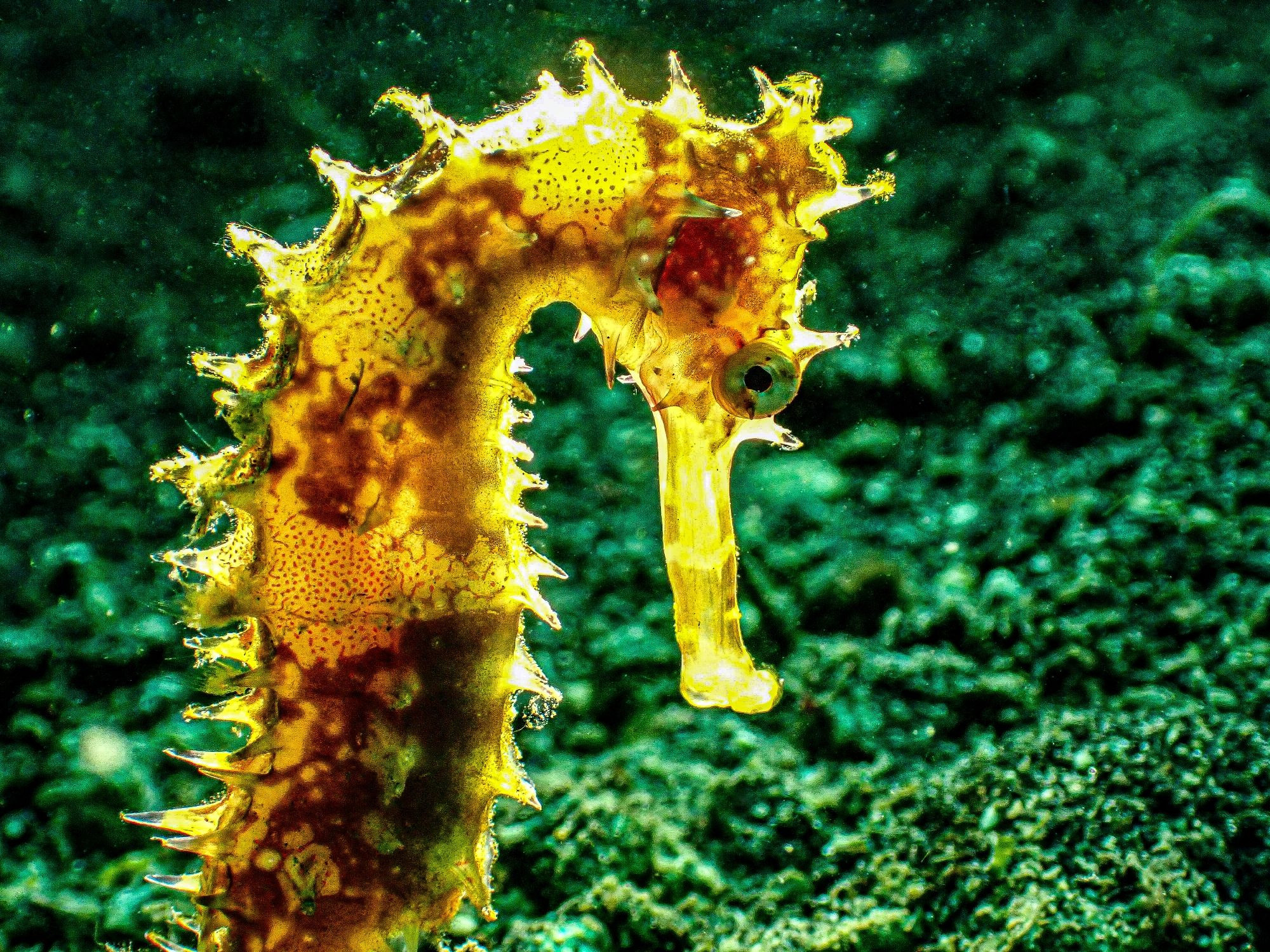 A yellow thorny seahorse is backlit to show through the skin texture. Green ocean background.