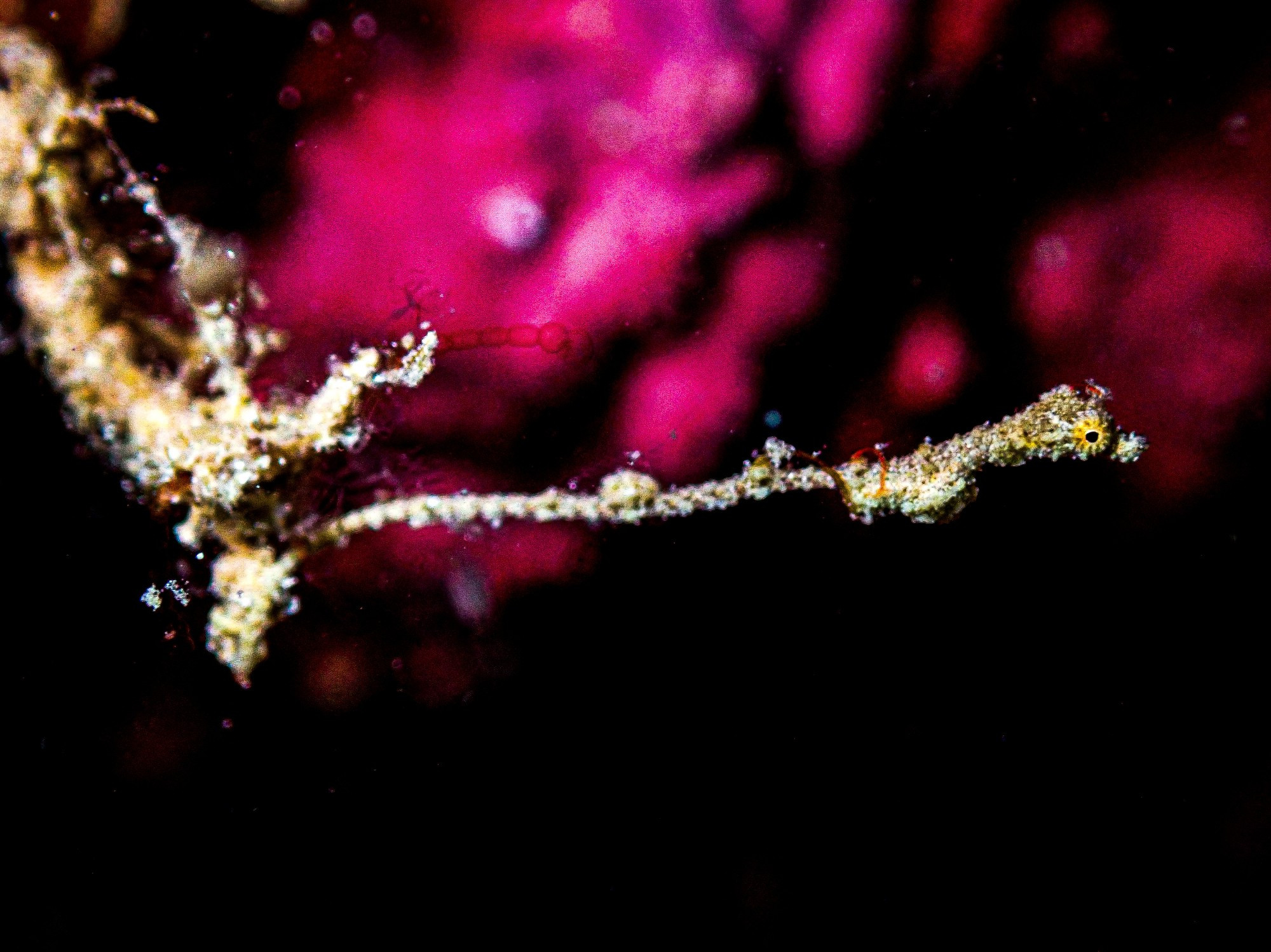 A miniscule Lembeh Sea Dragon sticks out of some coral. The lower half of the image is pitch black with the upper half showing a deep magenta coloring.