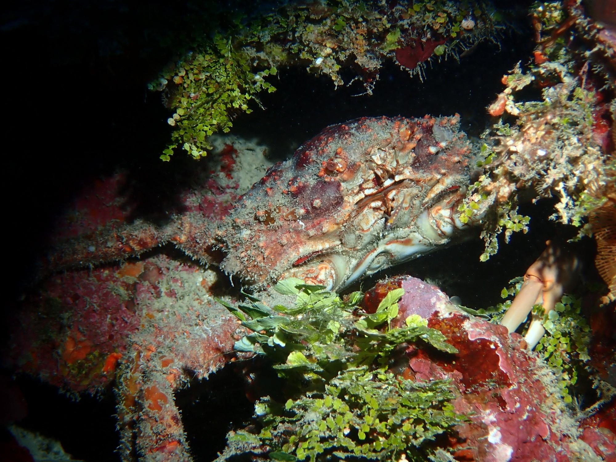 Large crab hiding in coral