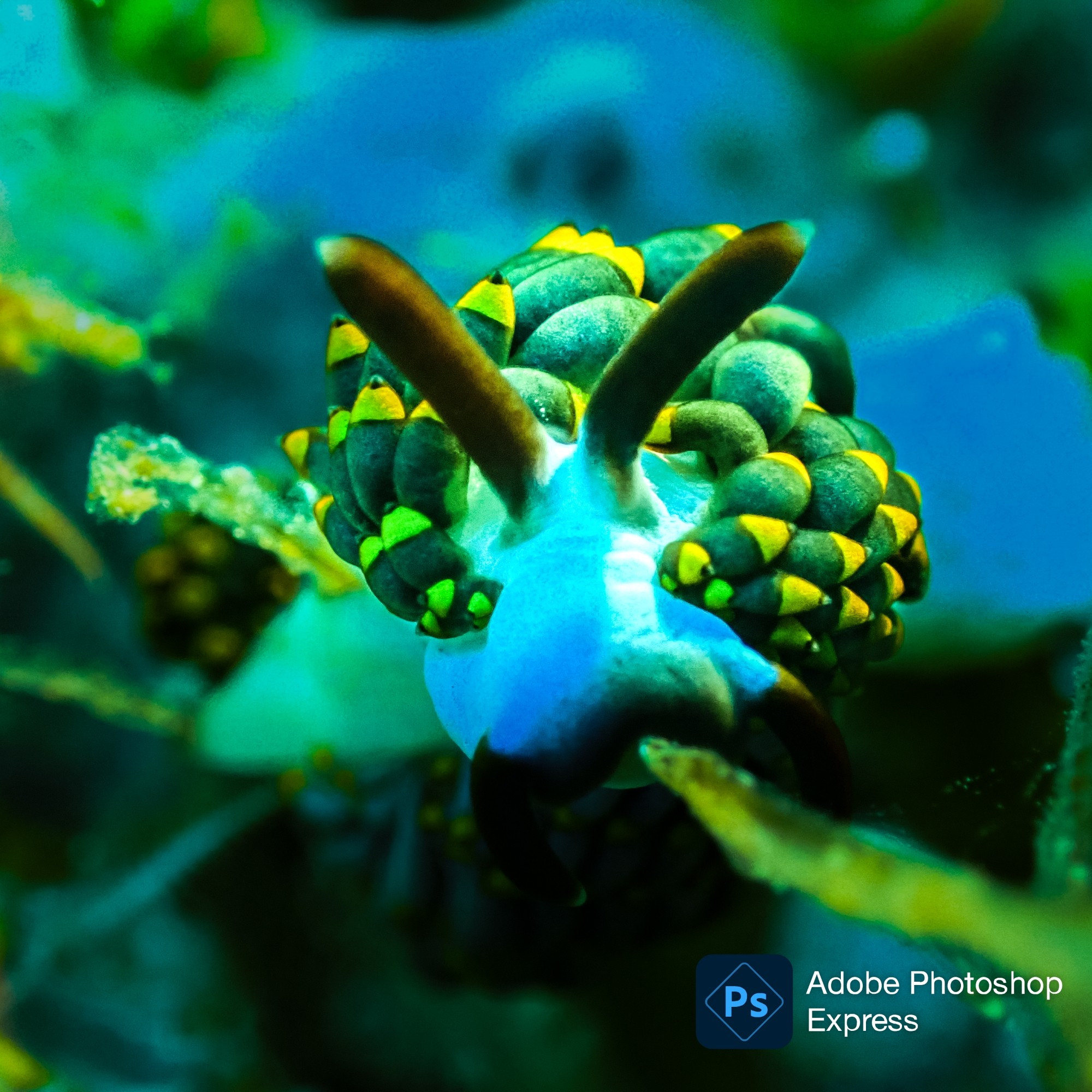 Face on shot of blue, green and yellow nudibranch