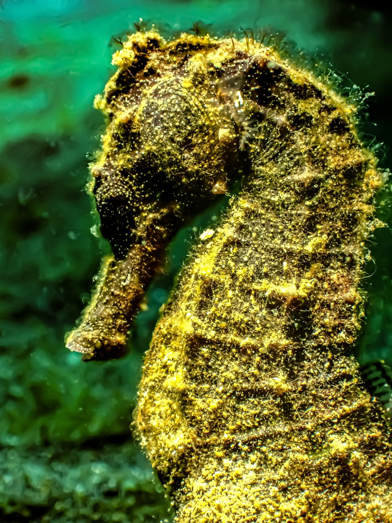 A black sea horse super close up. It is covered in yellow sand particles and hairs that make it appear much brighter than it is.