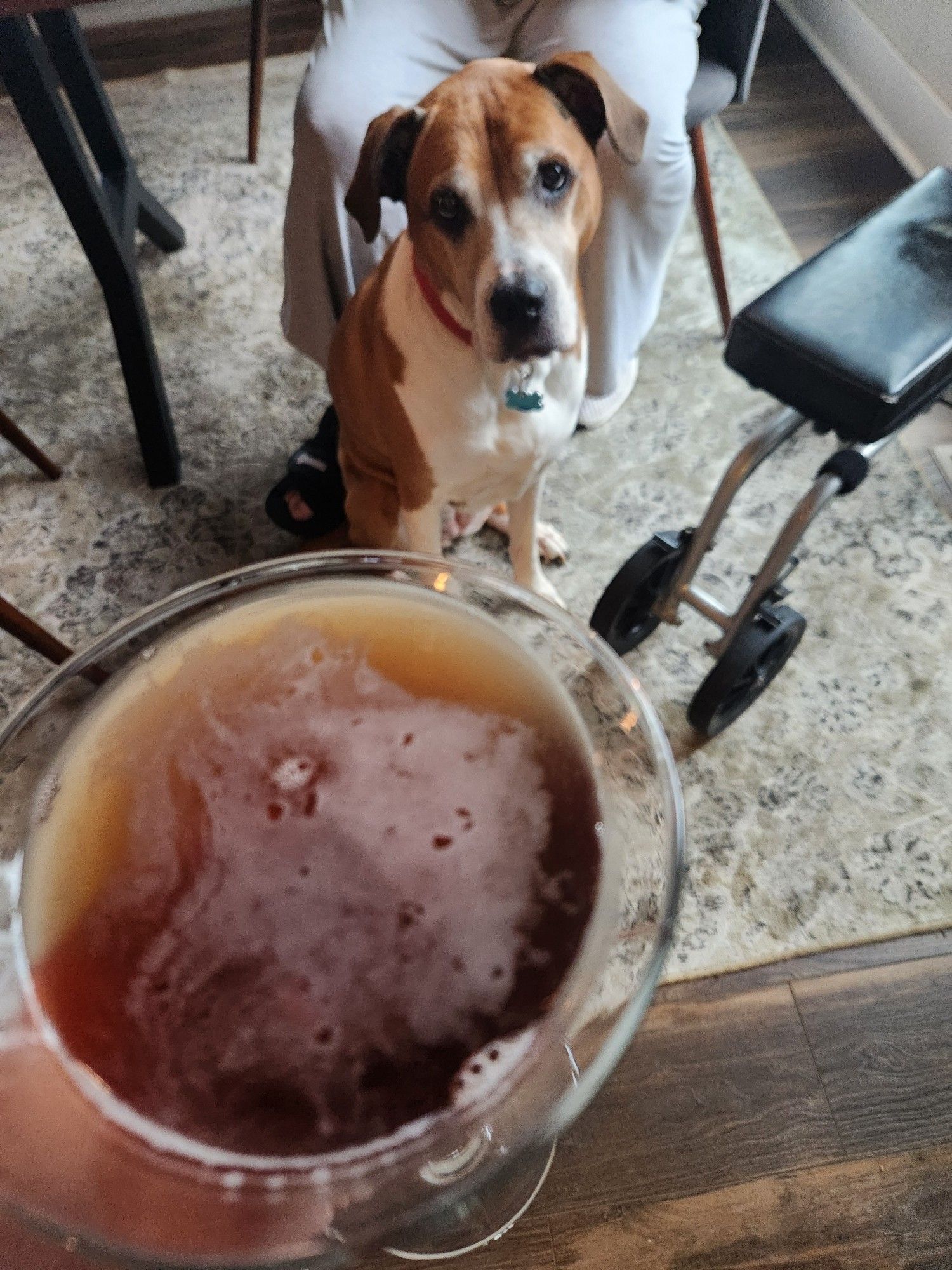 Dog eyeing a Manhattan cocktail