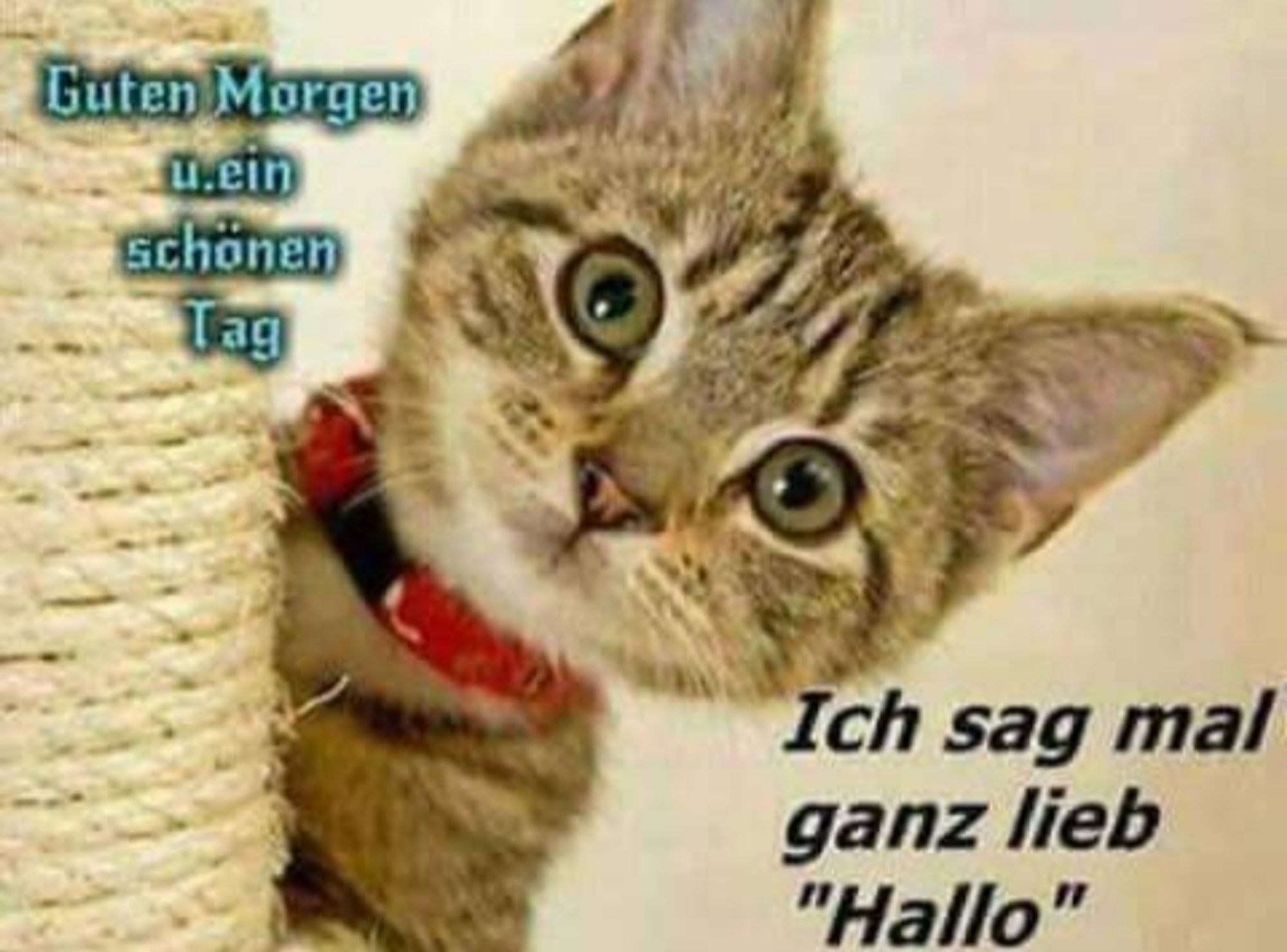 Foto von einer Katze, die keck von einem katzenbaum her ins die Kamera luckt Text ist. guten Morgen u. ein schönen Tag sowie ich sag mal ganz lieb in anführungsstrichen. hallo, die Katze hat ein rotes halstuch an. man weiss nicht wie sie heisst und auch nicht wo dieses Bild aufgenommen wurde. die Schriftarten sind übrigens links oben. das guten Morgen u. einen schönen Tag in so einer leichten frakturschrift und in freundlichen Zielen gehalten mit einem schlagschatten, dass rechts unten befindliche. ich sag mal ganz lieb. hallo, ist hingegen schwarz mit einem leichten weissen glow in einer kursiven? grotesken die Katze ist auch etwas kursiv der kratzbaum nicht