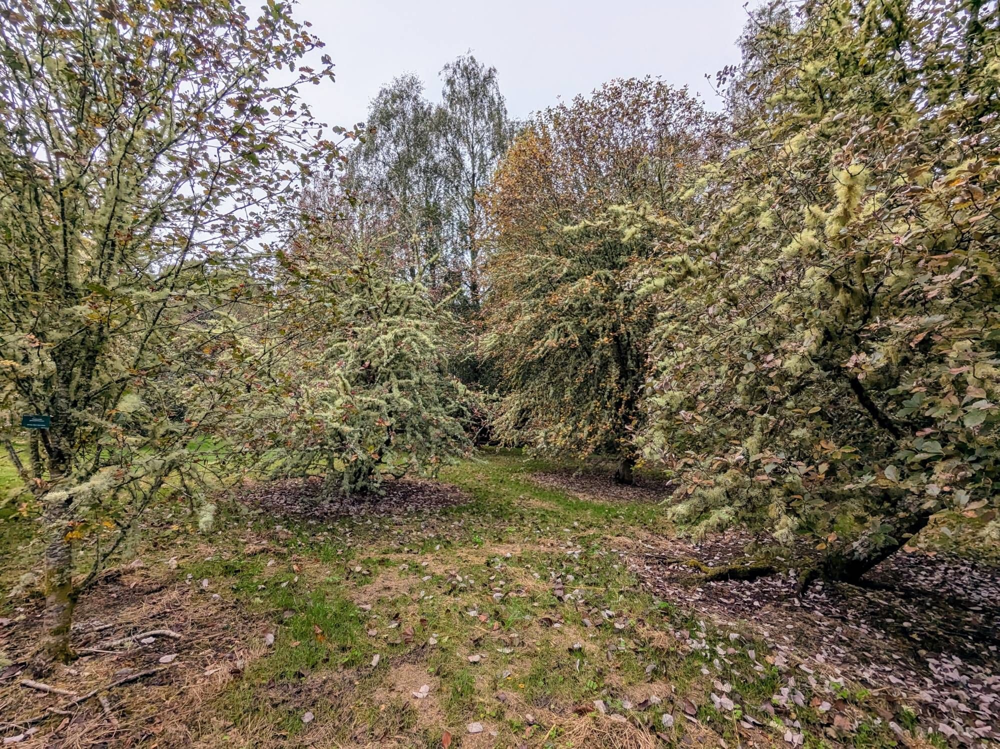 A group of trees all heavily festooned with lichen.