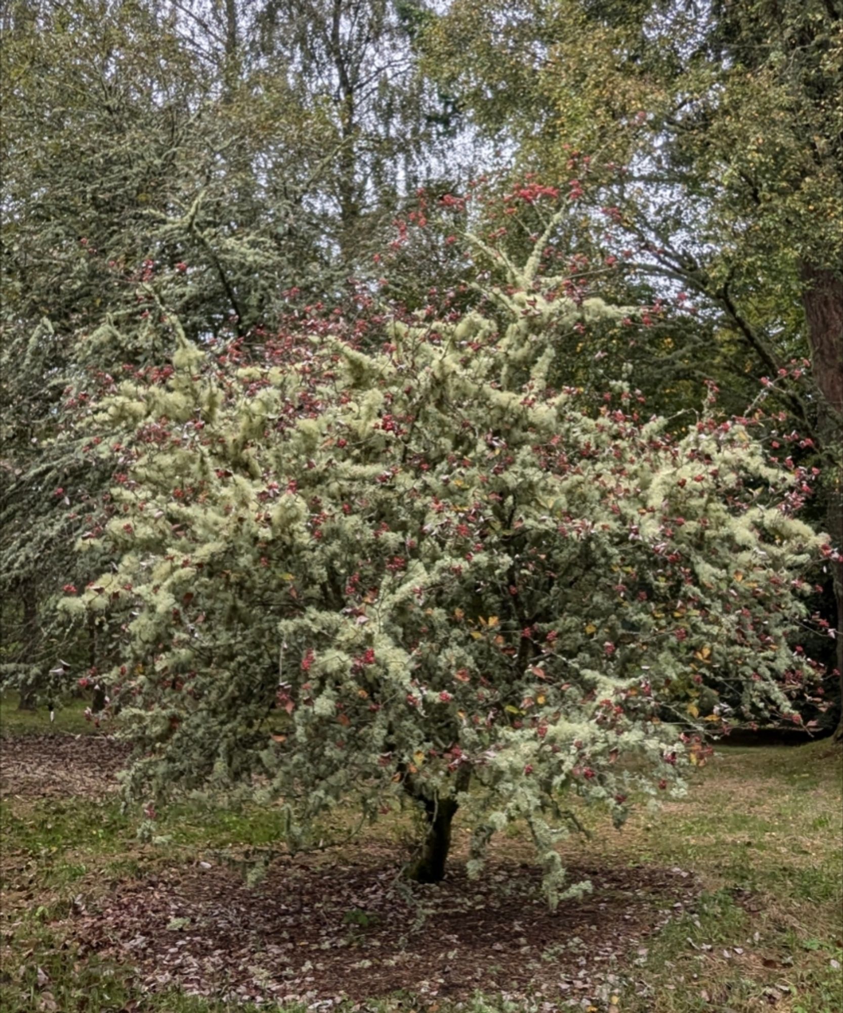 A tree clumped along all its branches and twigs with cream coloured lichen.