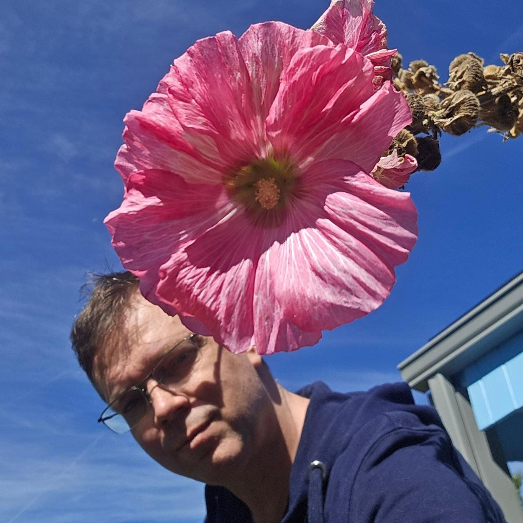 David, framed by sky, behind a pink hollyhock.