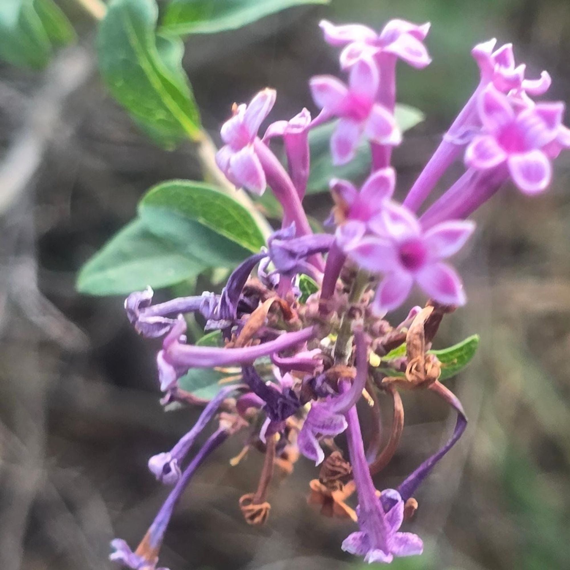 A pinkish cluster of lilac flowers. Most are already wilted.