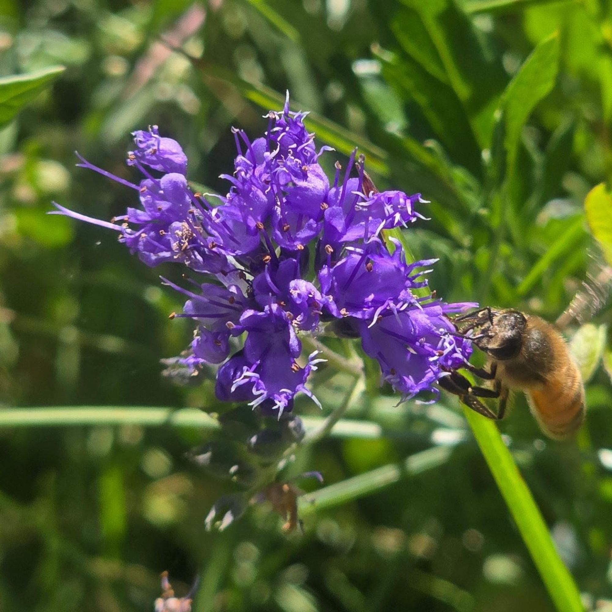 A bee hard at work on a caryopteris bloom.