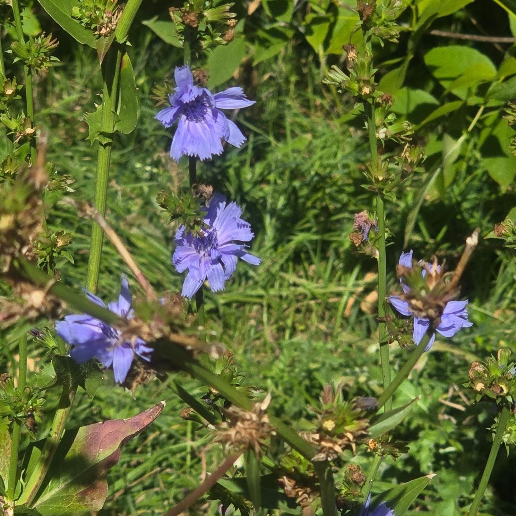 Blue chicory blossoms on green stems.