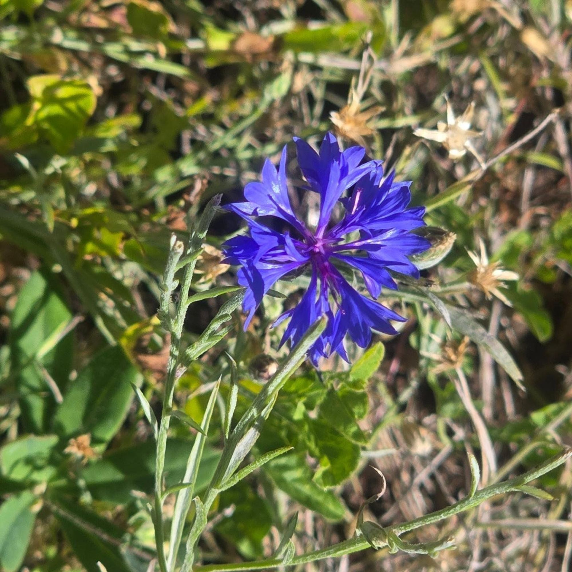 A purple/blue dianthus (cornflower).