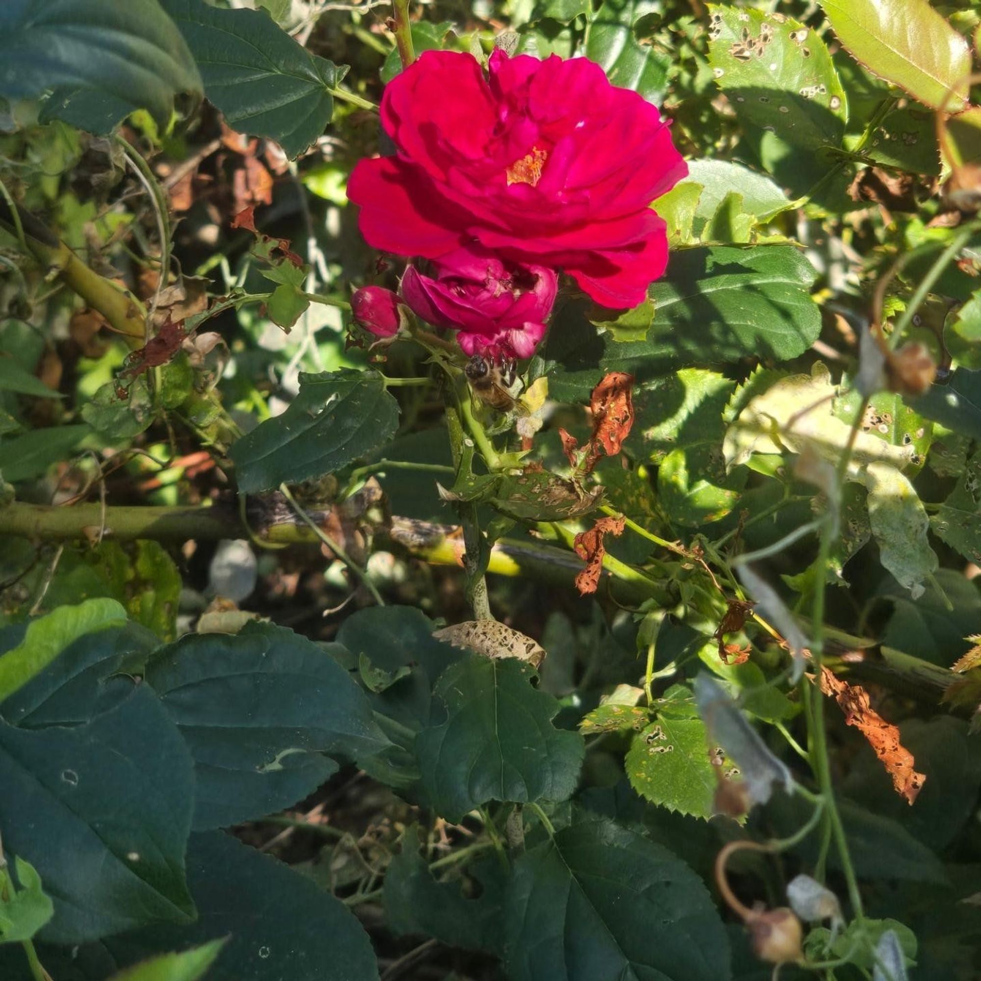 A red rose with a honeybee on its side.