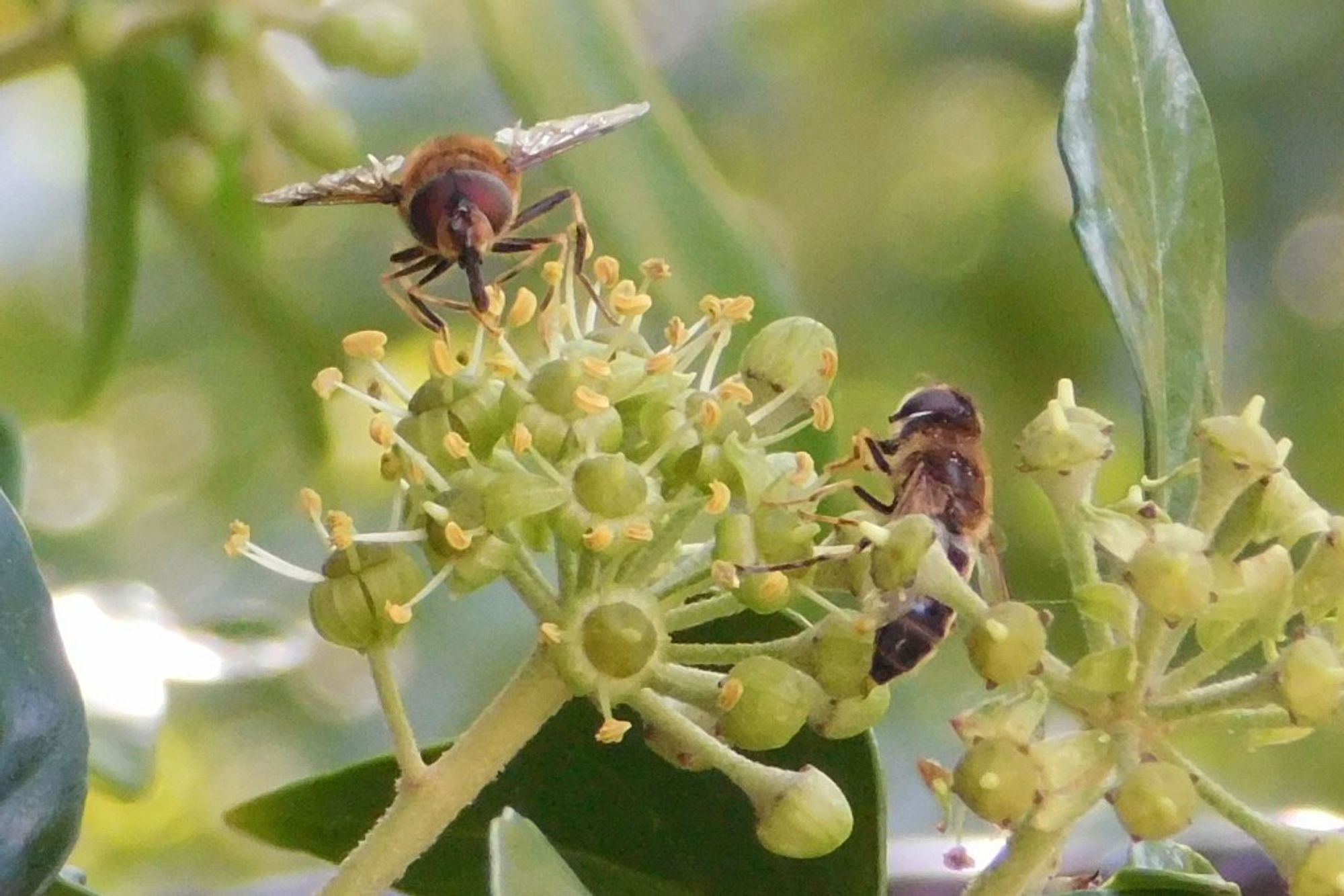 two flying striped insects surround a bud of some sort, proboscises engaged in the flowers