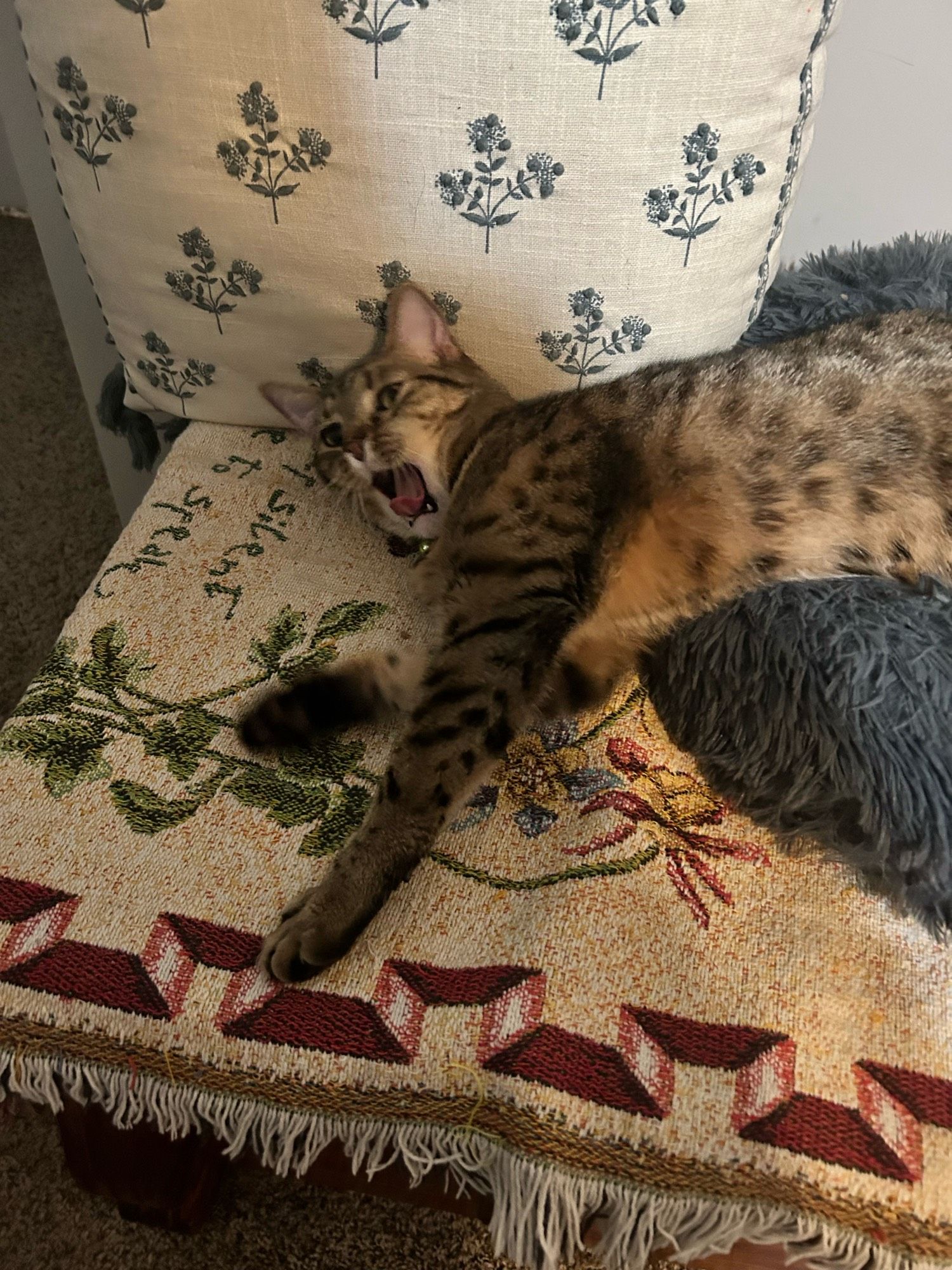 A long brown and black spotted and striped cat stretched out across a cat bed and a blanket with his mouth wide open like he is screaming.