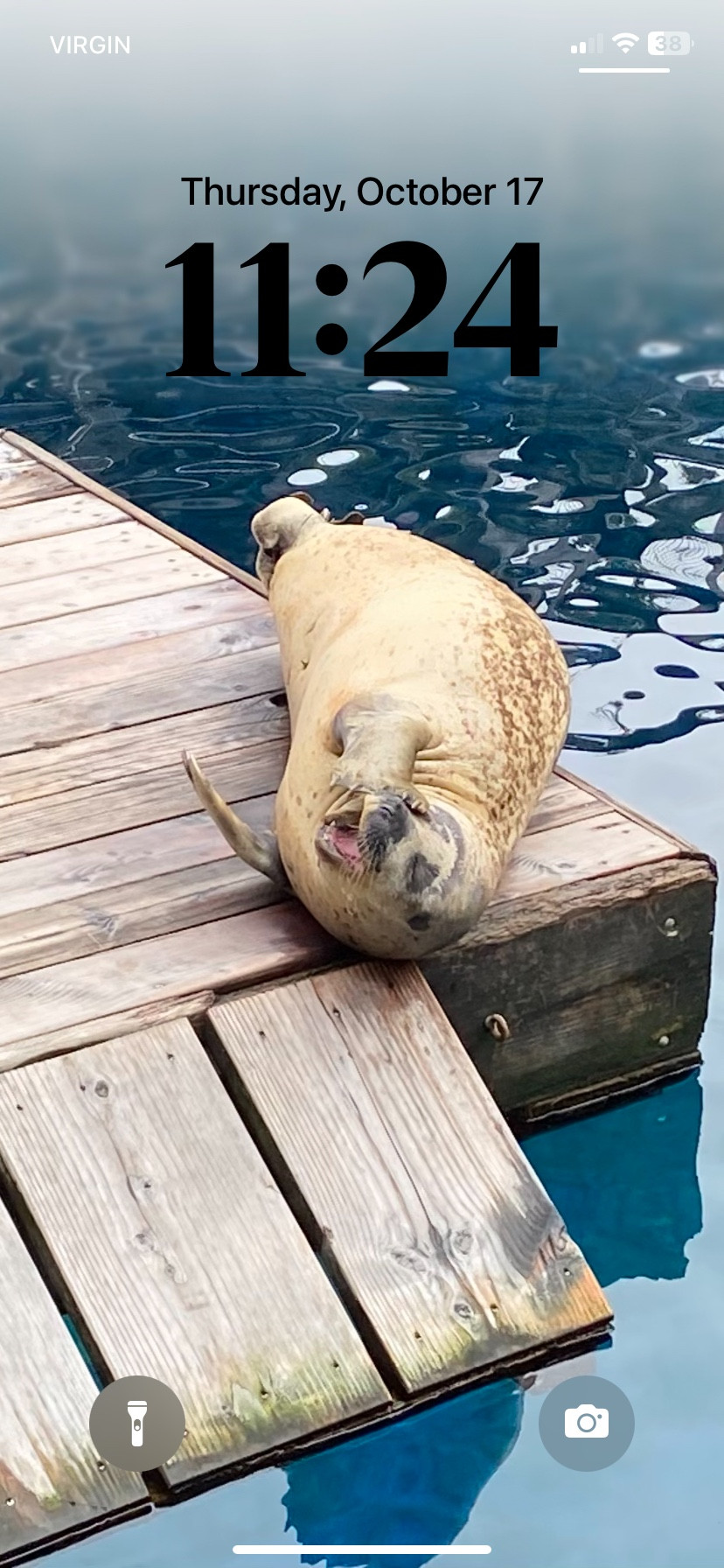 A view of a wooden dock in blue water with a seal playing on it. 