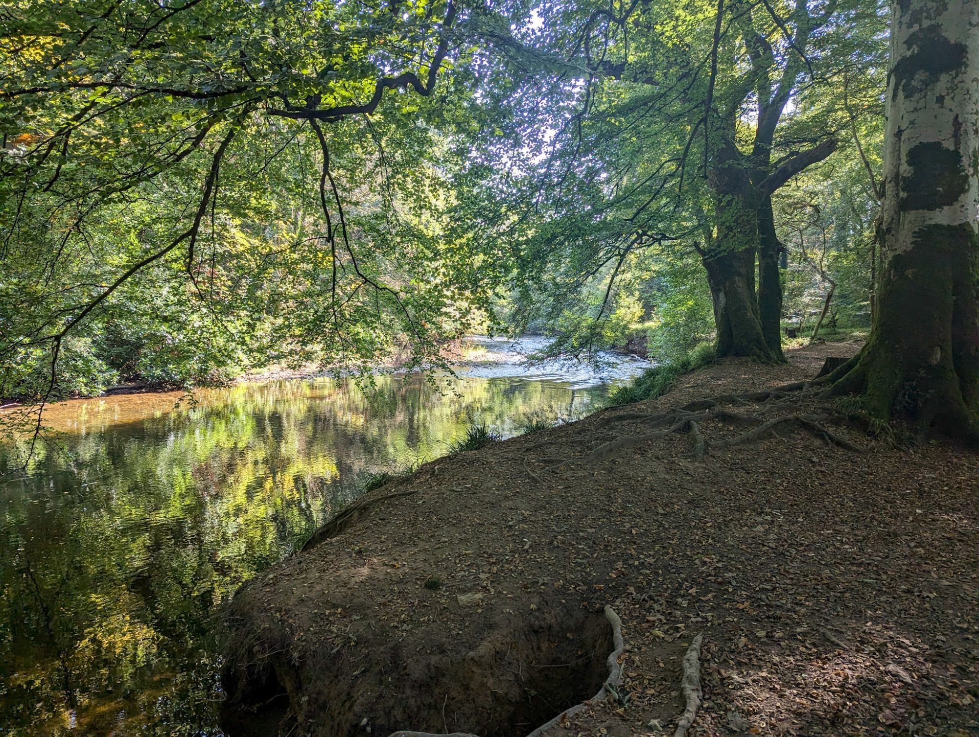 A river flows through a forest and mirrors the trees