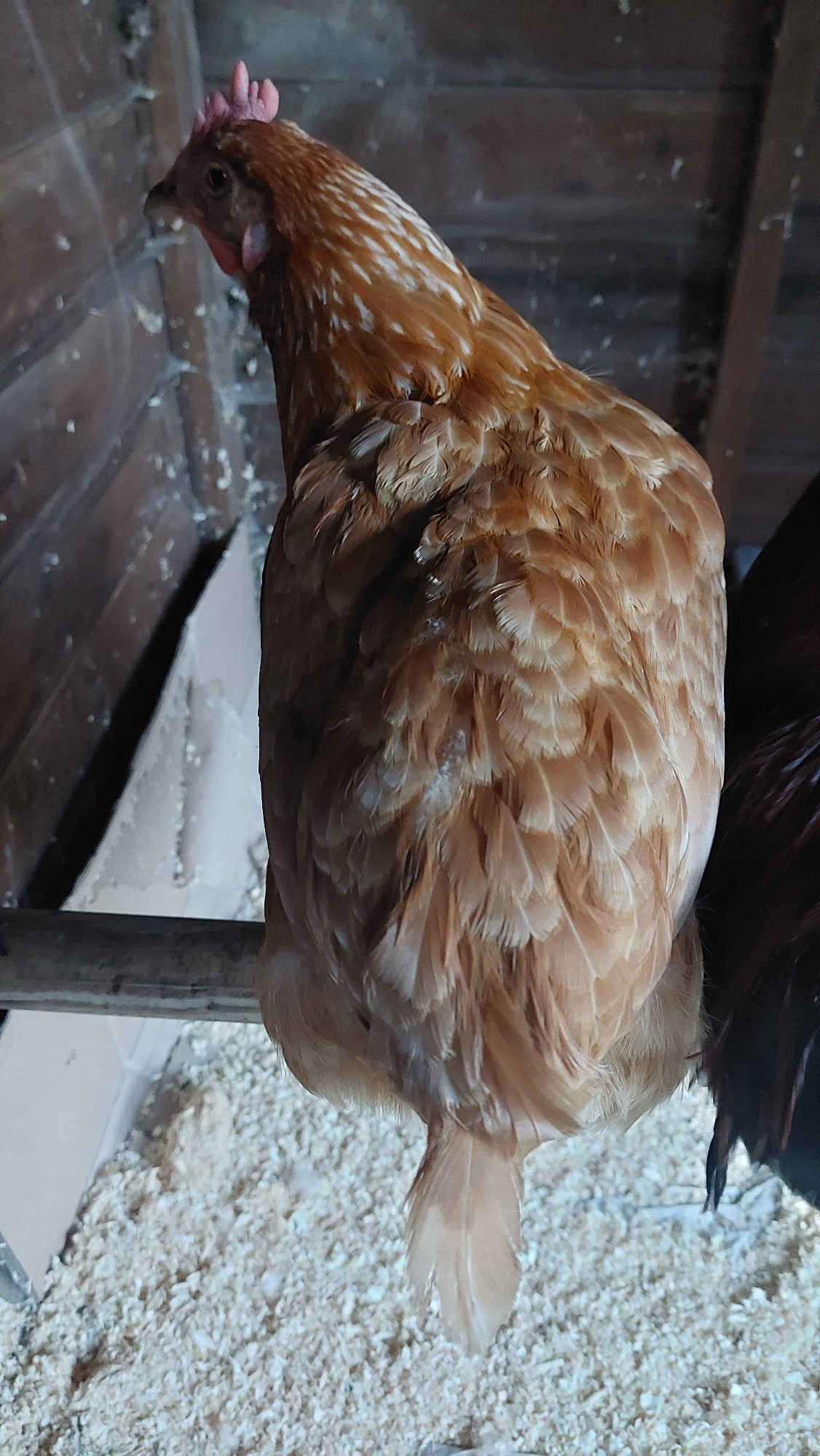 An orange hen with one remaining butt feather. She's sitting in her roost at night being cute
