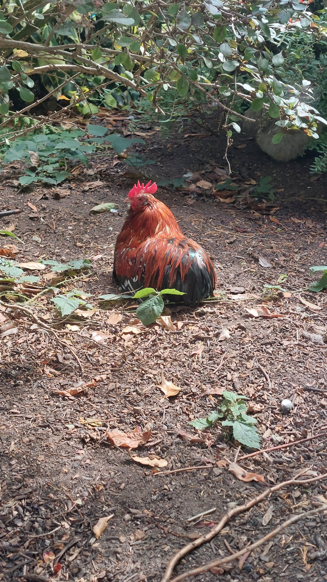 A tiny pekin roo sitting in a pool of sunlight