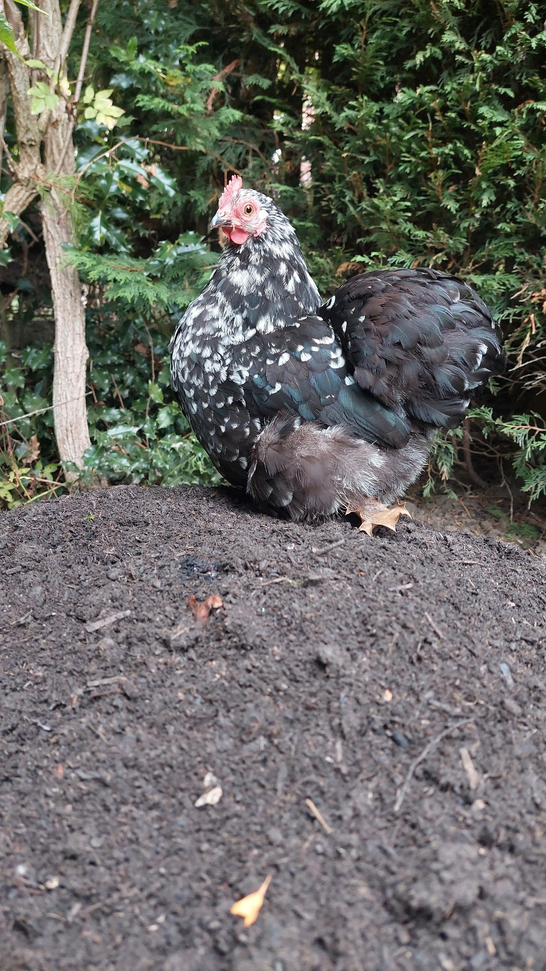 A small black pekin hen atop half a ton of stinky compost. She has a holly leaf stuck to her underfluffies.
"I'm going to bath in this"
"Nope"