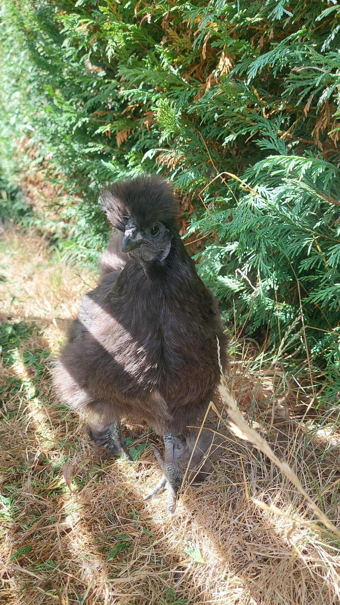 Pretty black silkie hen in slanting rays of sunshine 
