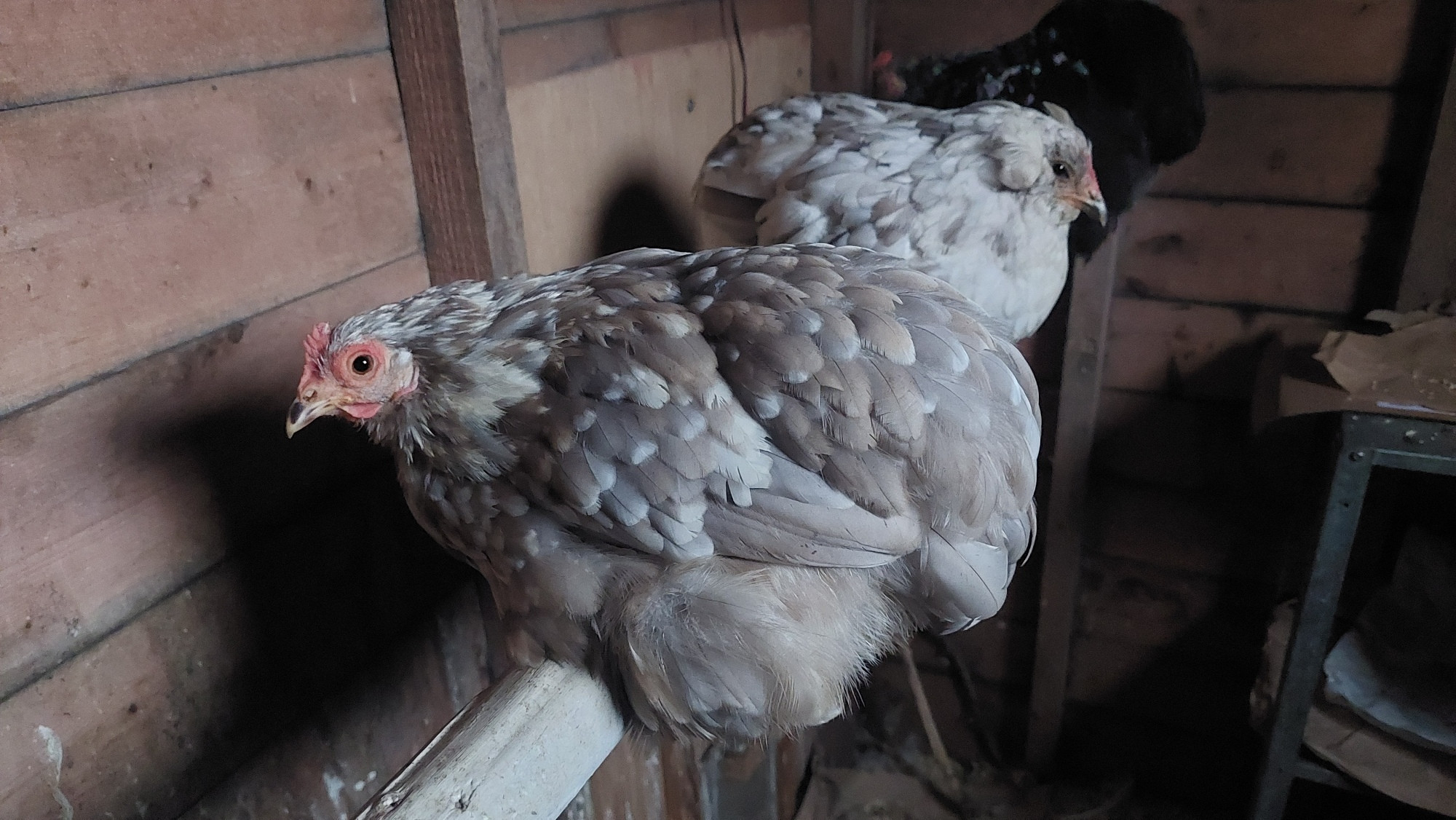 Tiny cute chicken on a roost