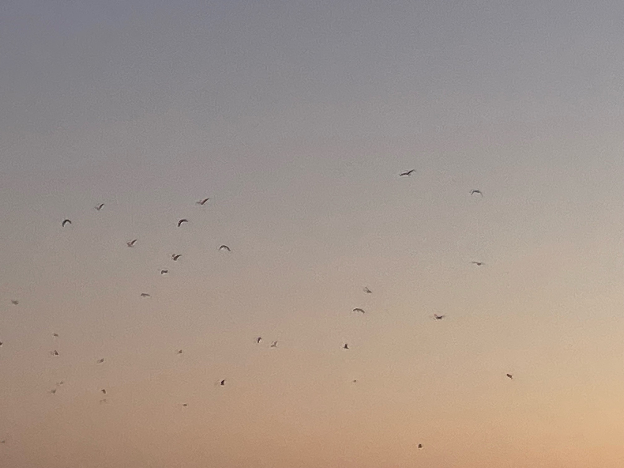 Birds flying into the sunset.