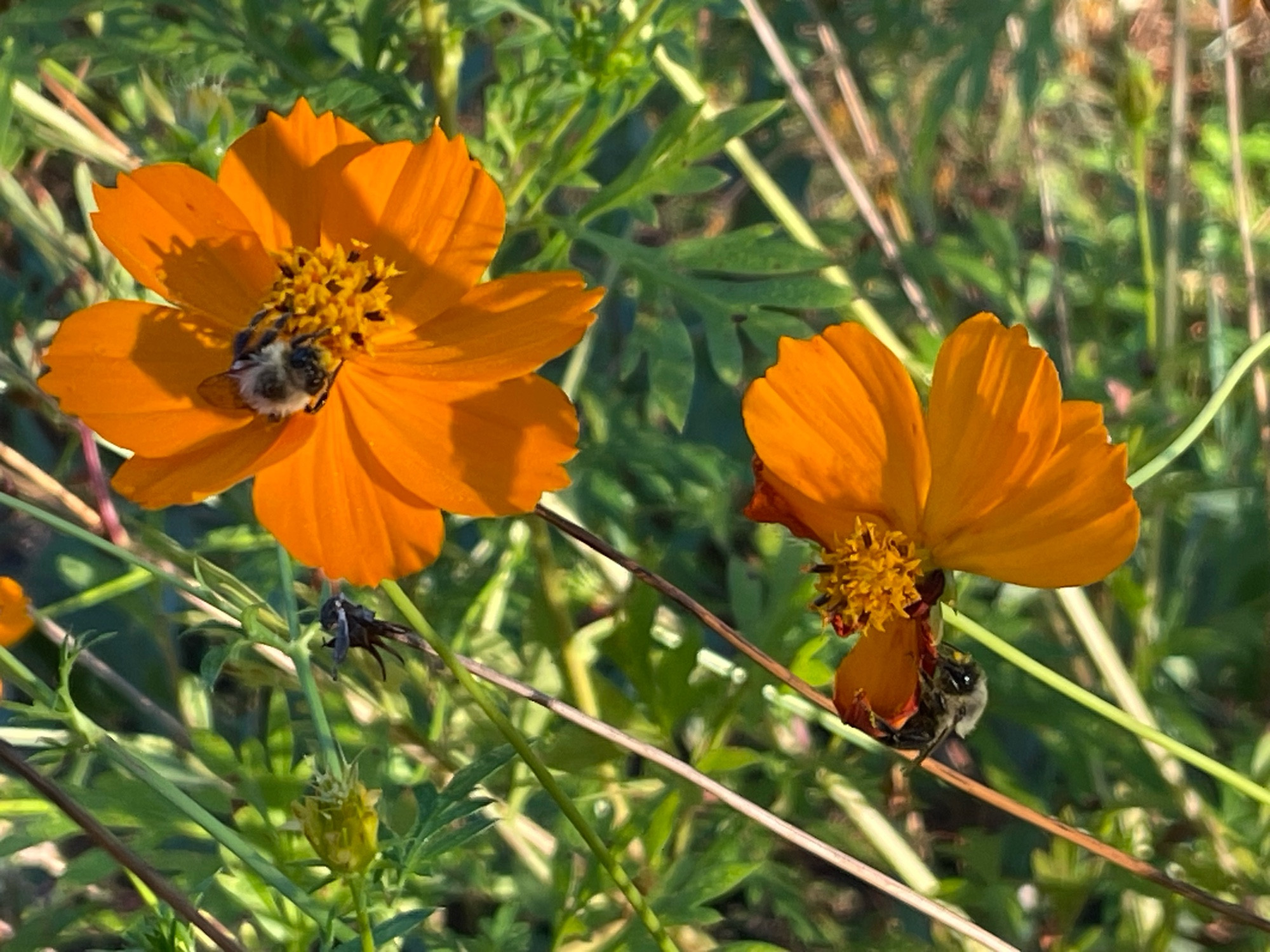 Two orange sulpher cosmos flowers , each with a sleeping bumblebee awating sunshine to wake them up. 