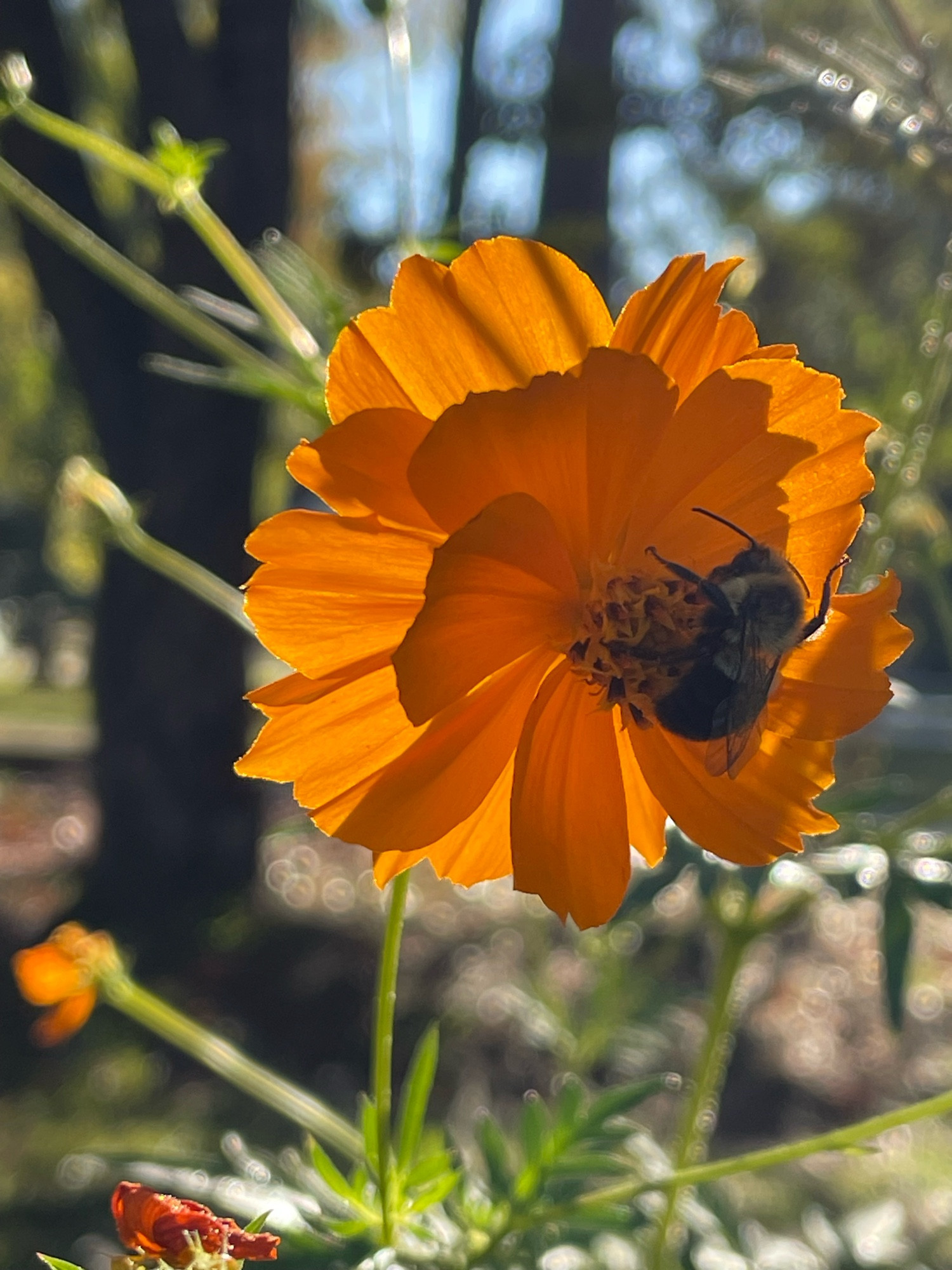 An sunshine illuminated orange sulfur cosmos flower with a sleeping bumblebee 